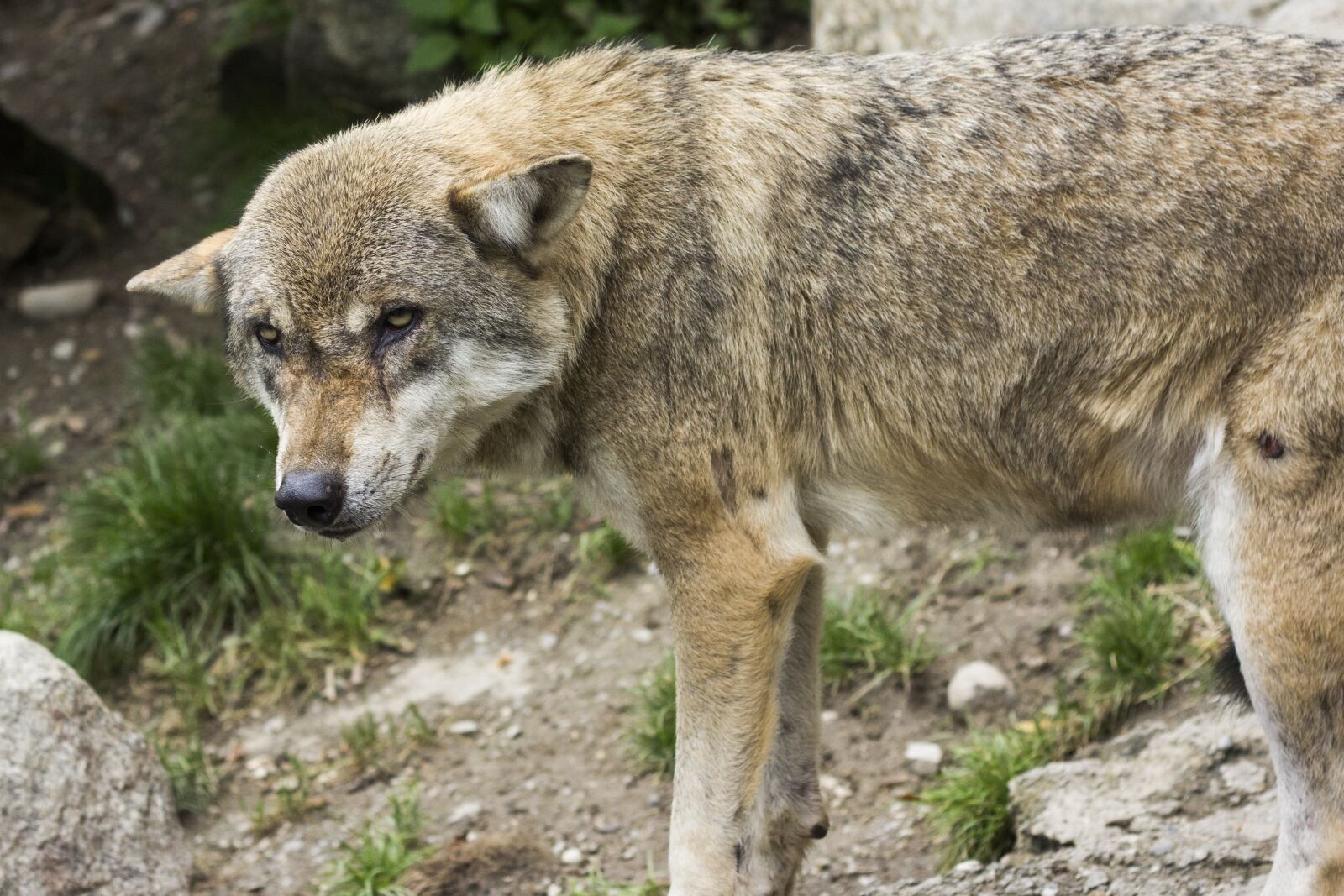 Canon EOS 60D + Canon EF 50mm F1.8 II sample photo. Wolf, canis lupus, european photography