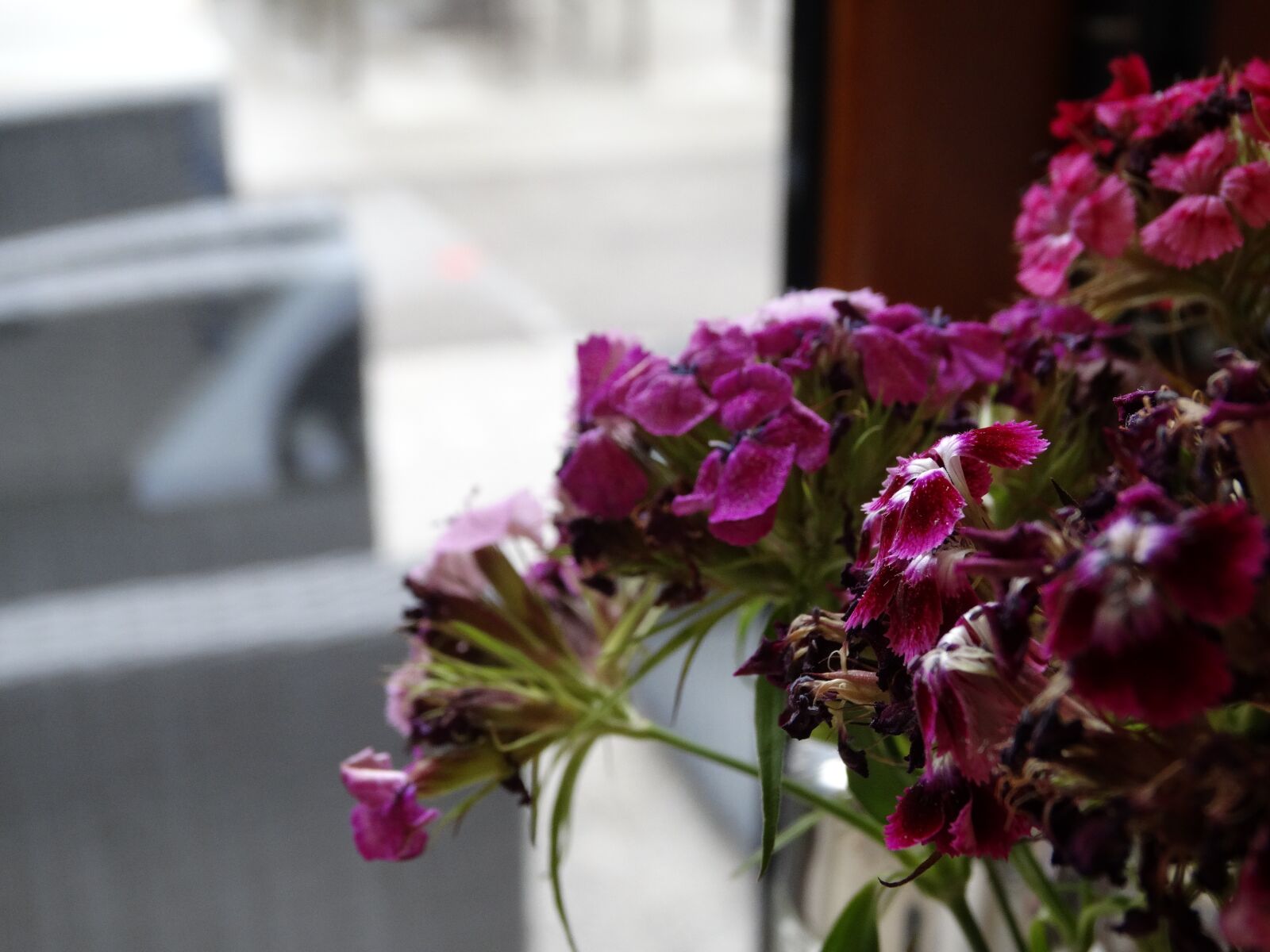 Sony Cyber-shot DSC-HX300 sample photo. Flowers, purple, closeup photography