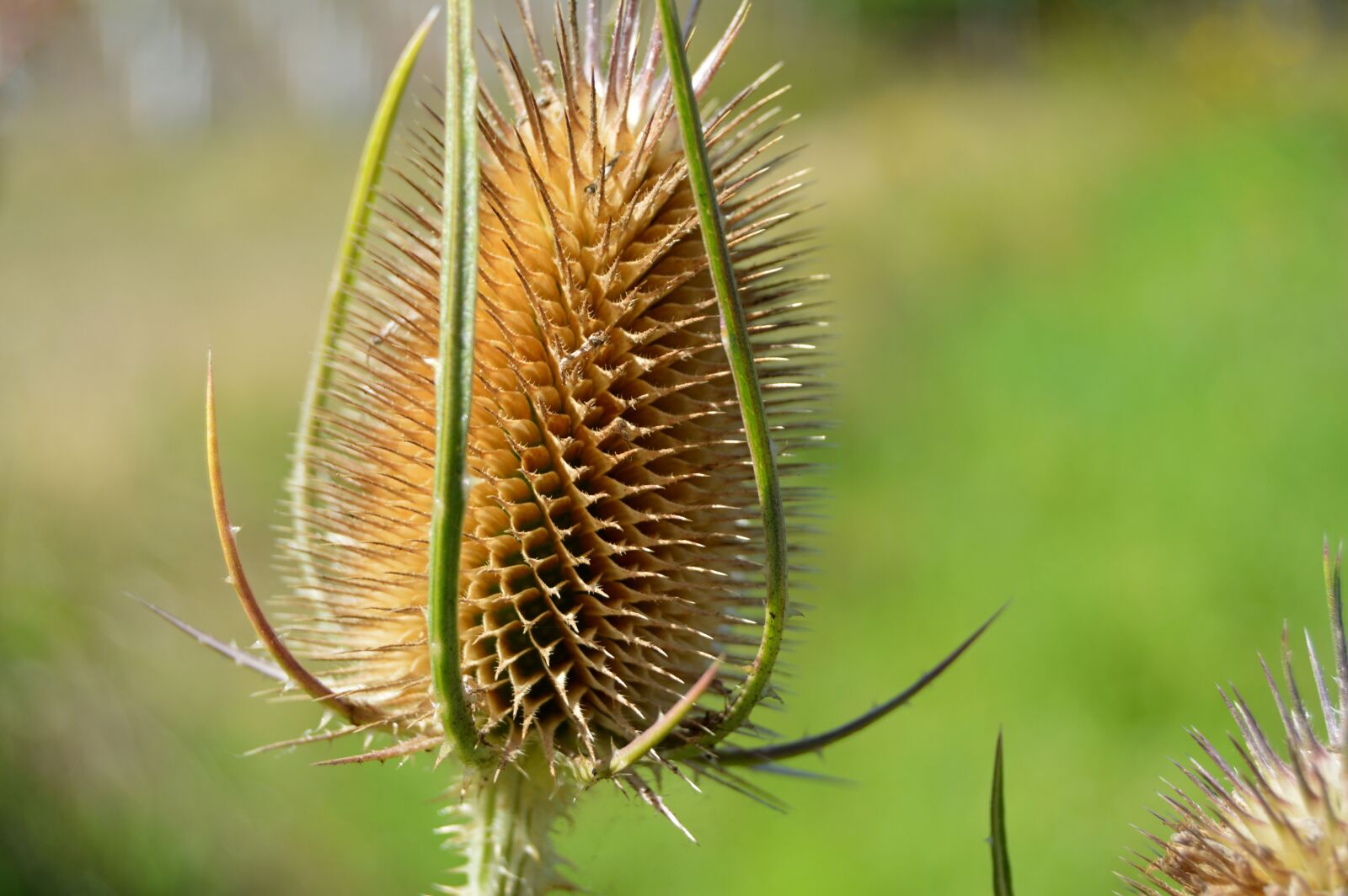 Nikon D3200 sample photo. Thistle, dry, head photography