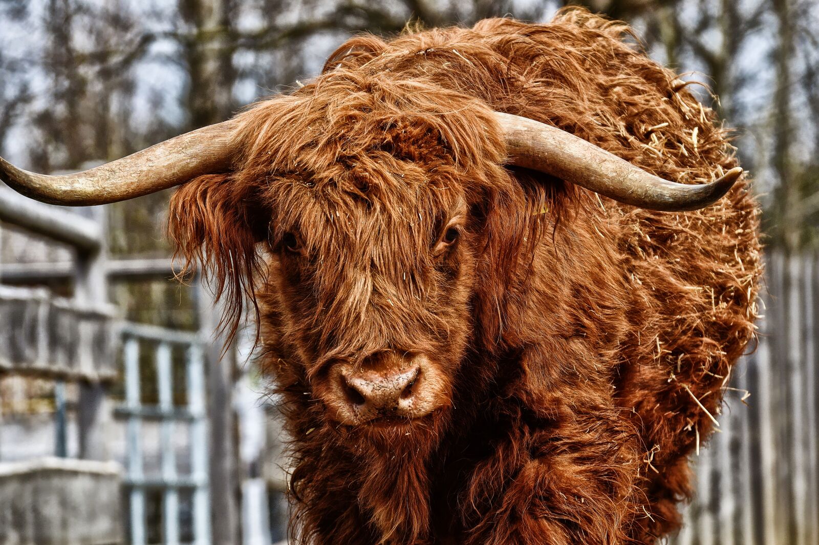 Nikon D3200 sample photo. Bull, beef, horns photography