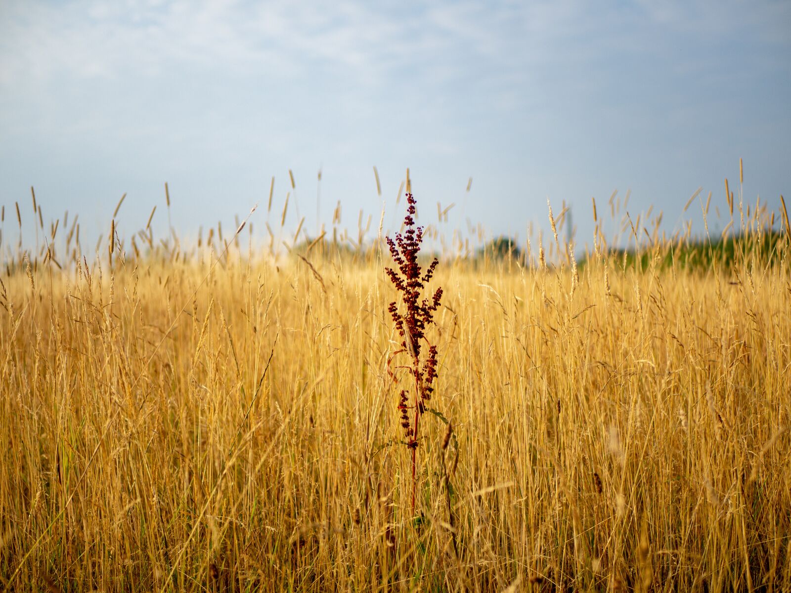 Olympus OM-D E-M10 II + LUMIX G 25/F1.7 sample photo. Geel, buiten, genoeg photography