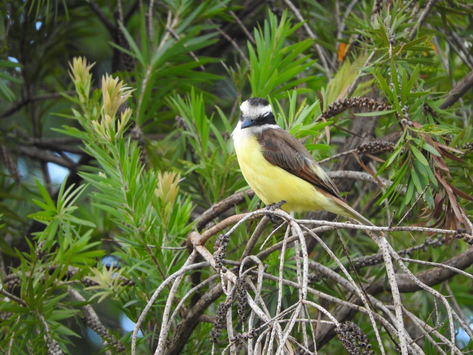 Nikon Coolpix P610 sample photo. Great kiskadee, birds bird photography