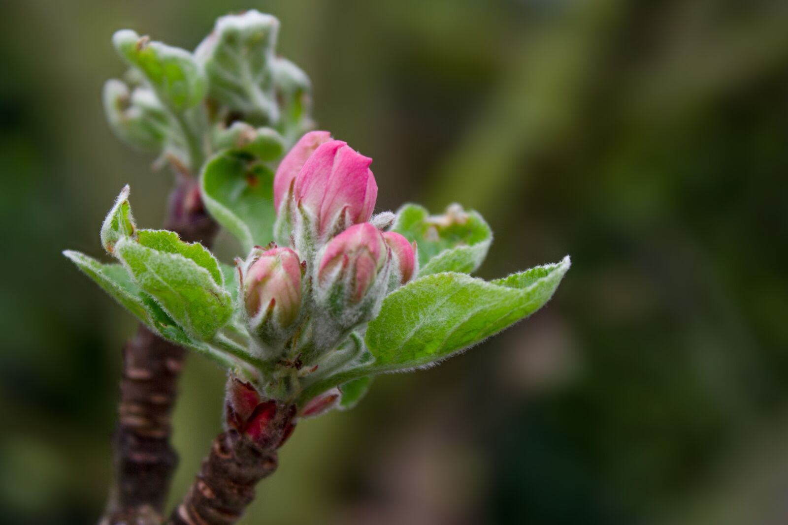 Canon EOS 600D (Rebel EOS T3i / EOS Kiss X5) sample photo. "Apple blossom, apple fruit" photography