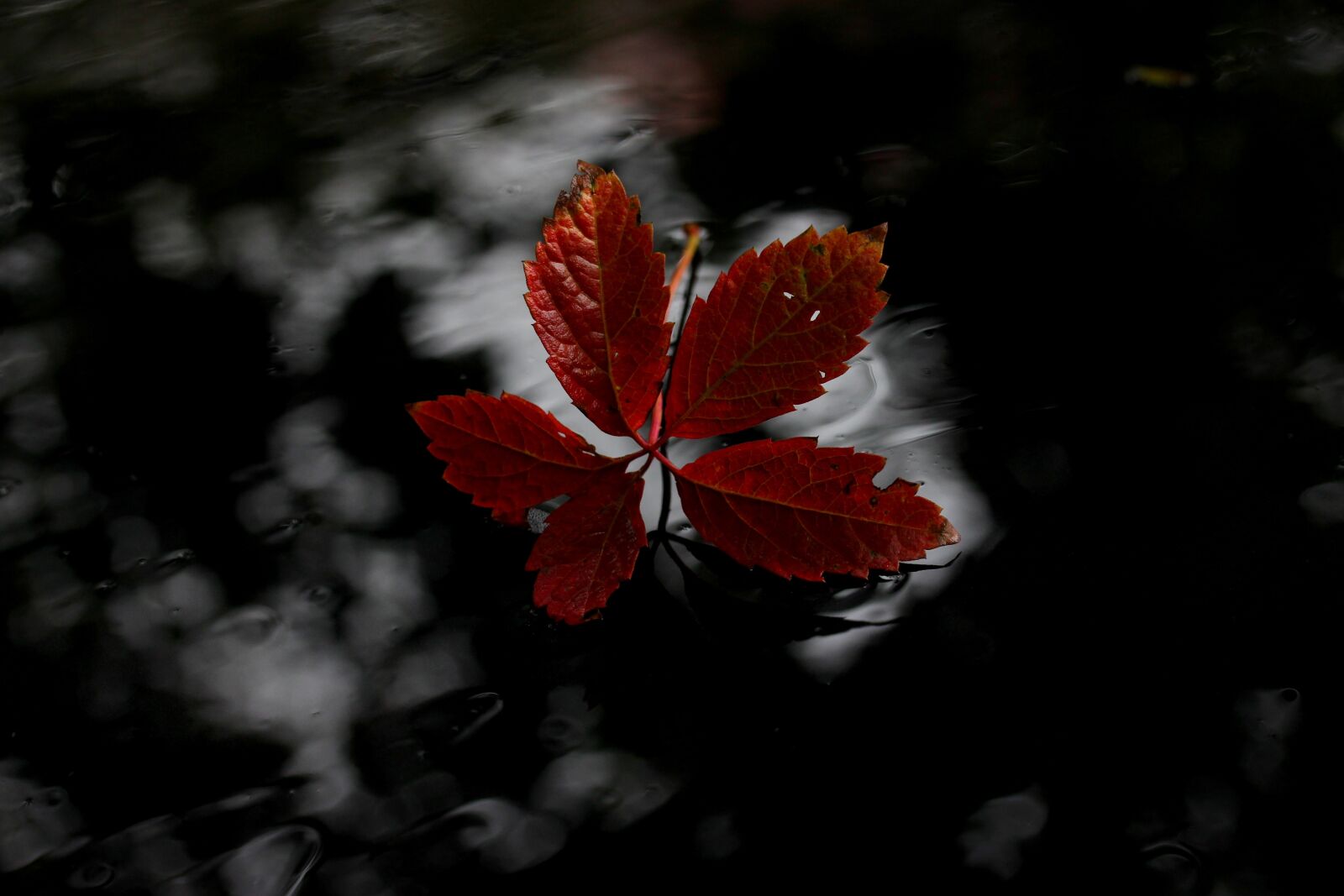 Canon EF-S 60mm F2.8 Macro USM sample photo. Leaf, red, autumn photography