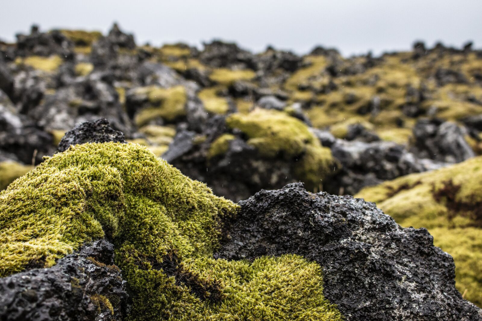 Canon EOS 70D sample photo. Iceland, moss, green photography
