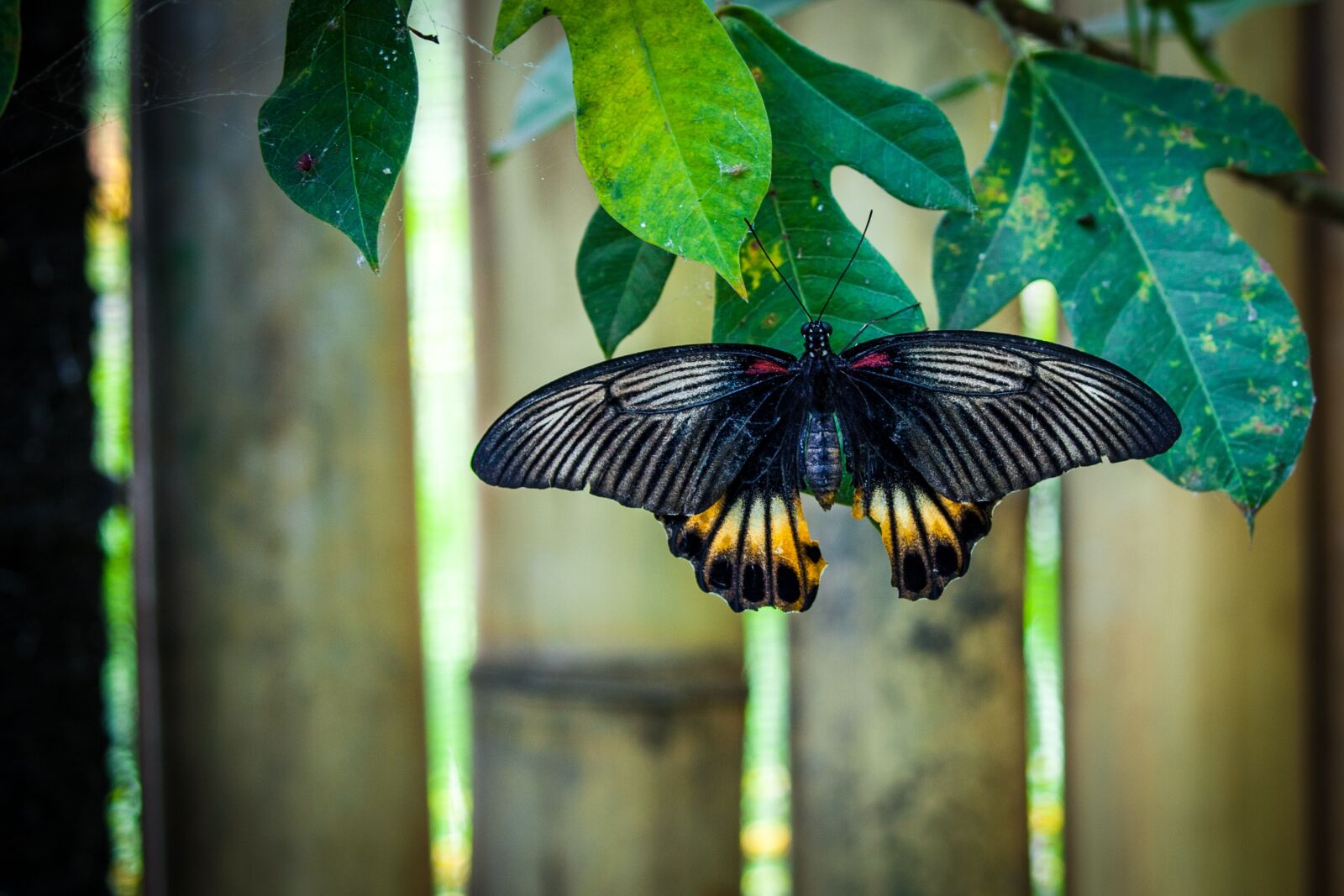Canon EOS 5D Mark II sample photo. Butterfly, animal, insect photography