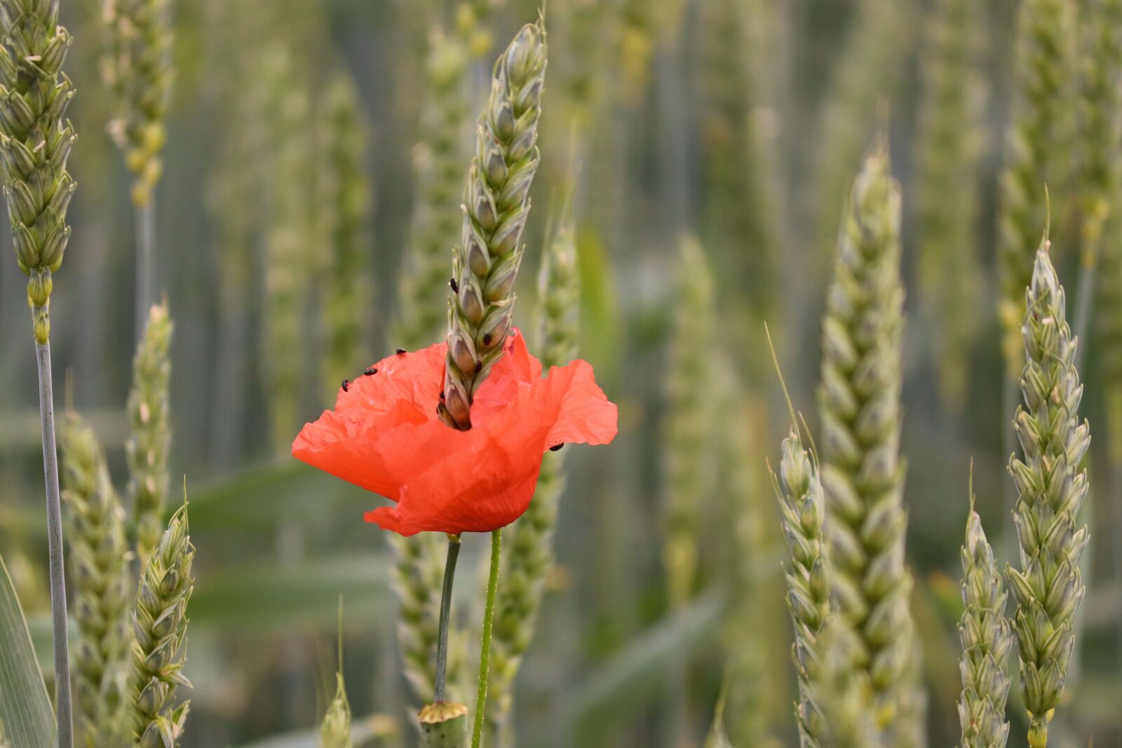 Canon EOS 200D (EOS Rebel SL2 / EOS Kiss X9) sample photo. Poppy, red, wheat field photography