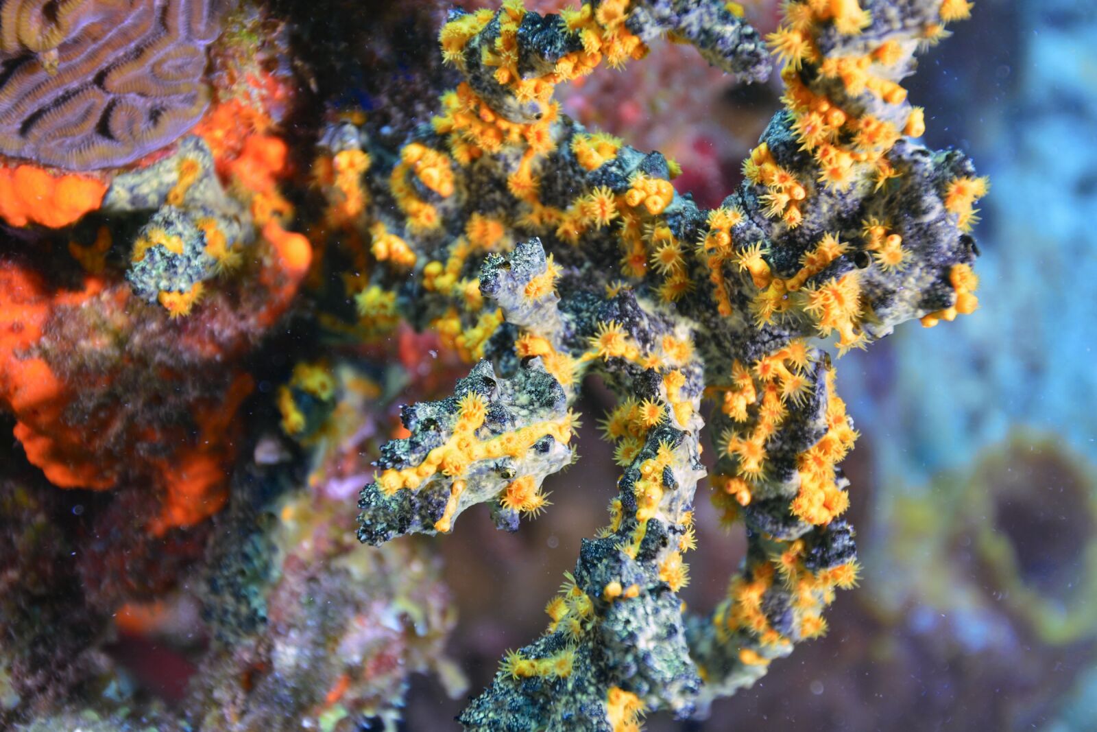 Nikon D800 sample photo. Coral, diving, scuba diving photography
