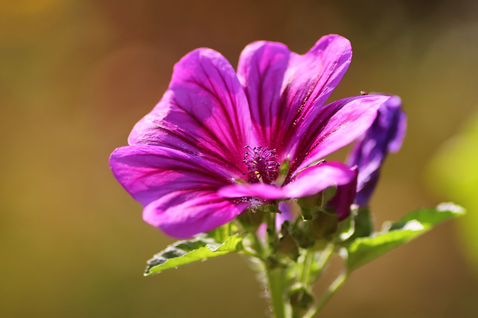 Tamron SP 90mm F2.8 Di VC USD 1:1 Macro sample photo