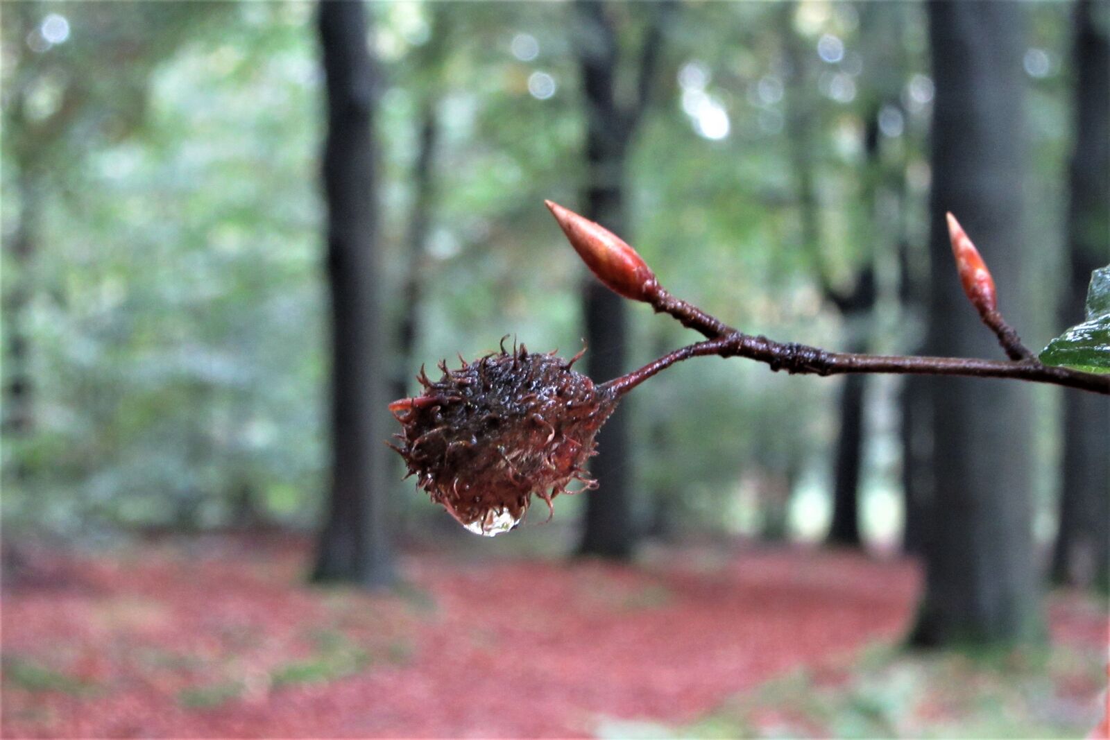 Canon PowerShot SX610 HS sample photo. Beech nut, drop, autumn photography