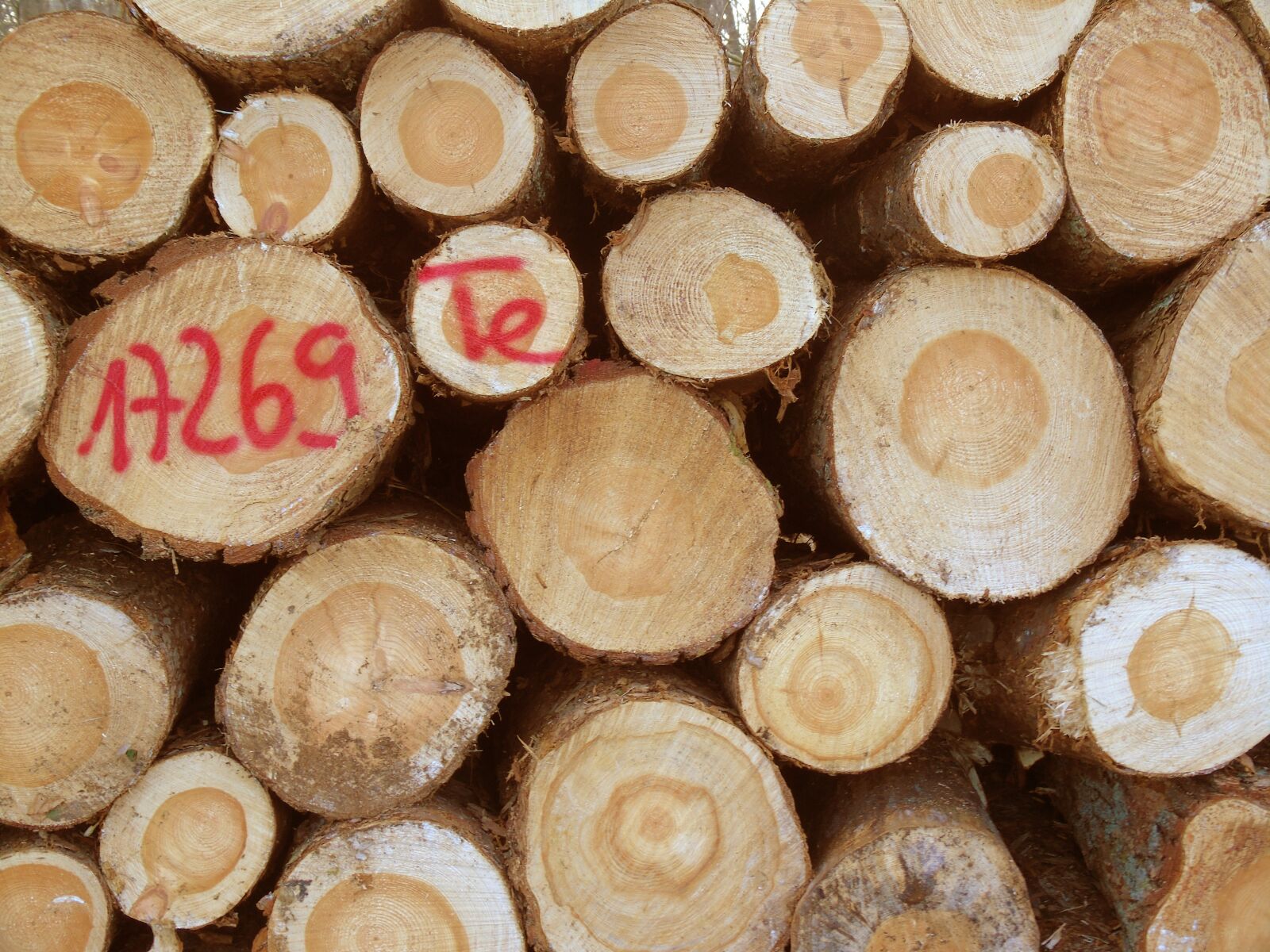 Sony Cyber-shot DSC-H400 sample photo. Wood, tree trunks, forestry photography