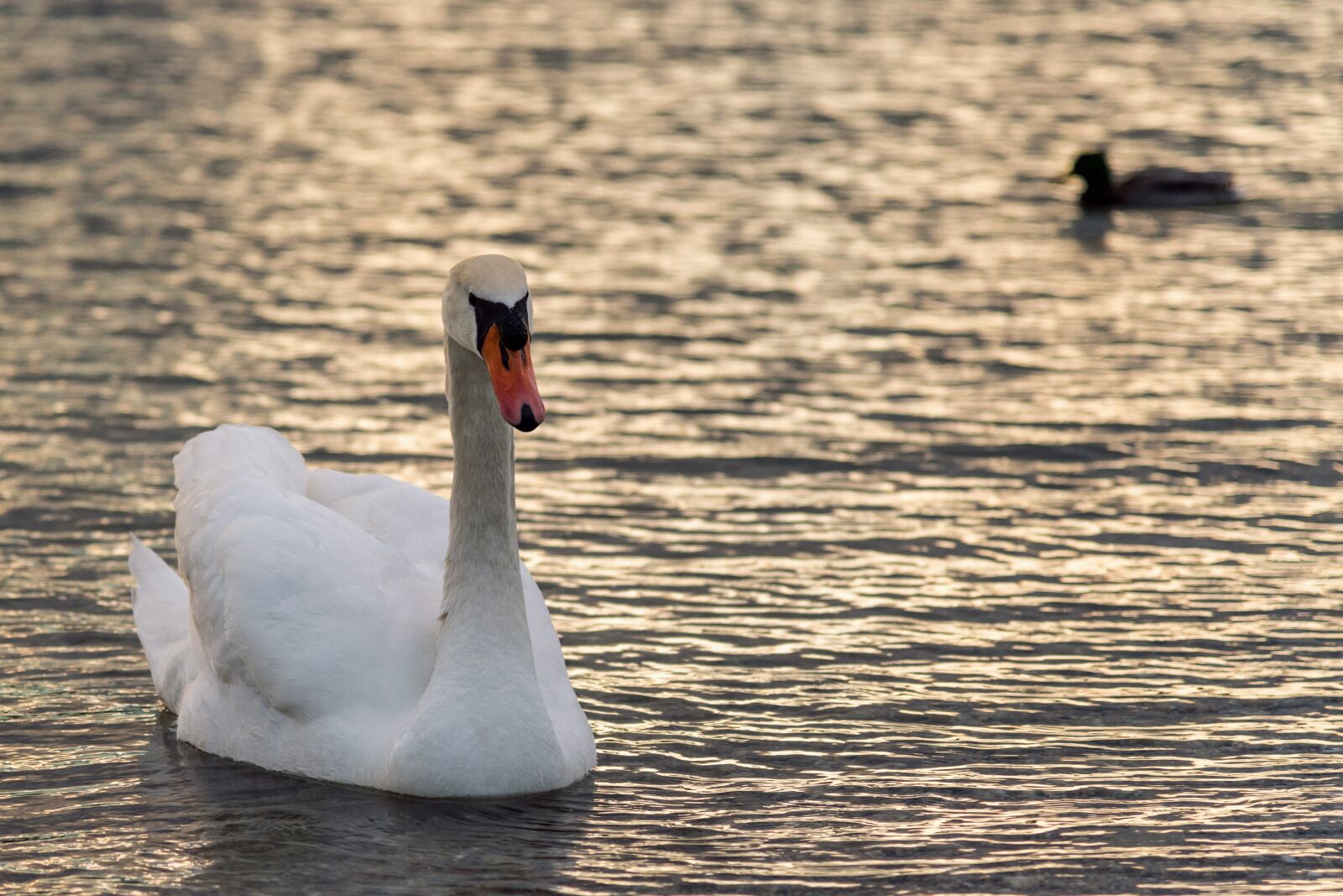 Nikon D850 sample photo. Swan, lake, nature photography