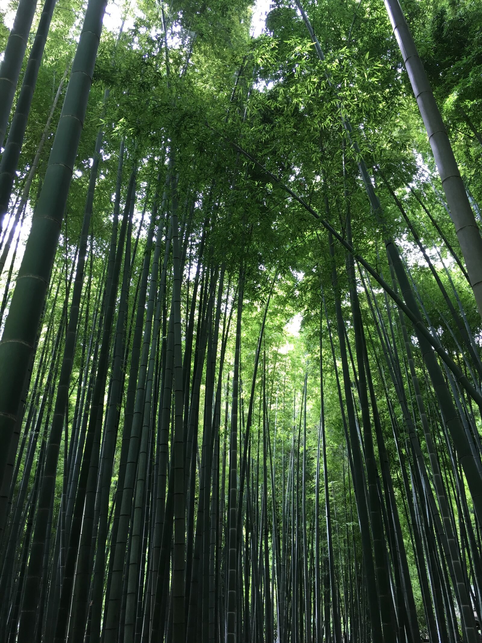 Apple iPhone 6s sample photo. Bamboo trees, kamakura, cool photography