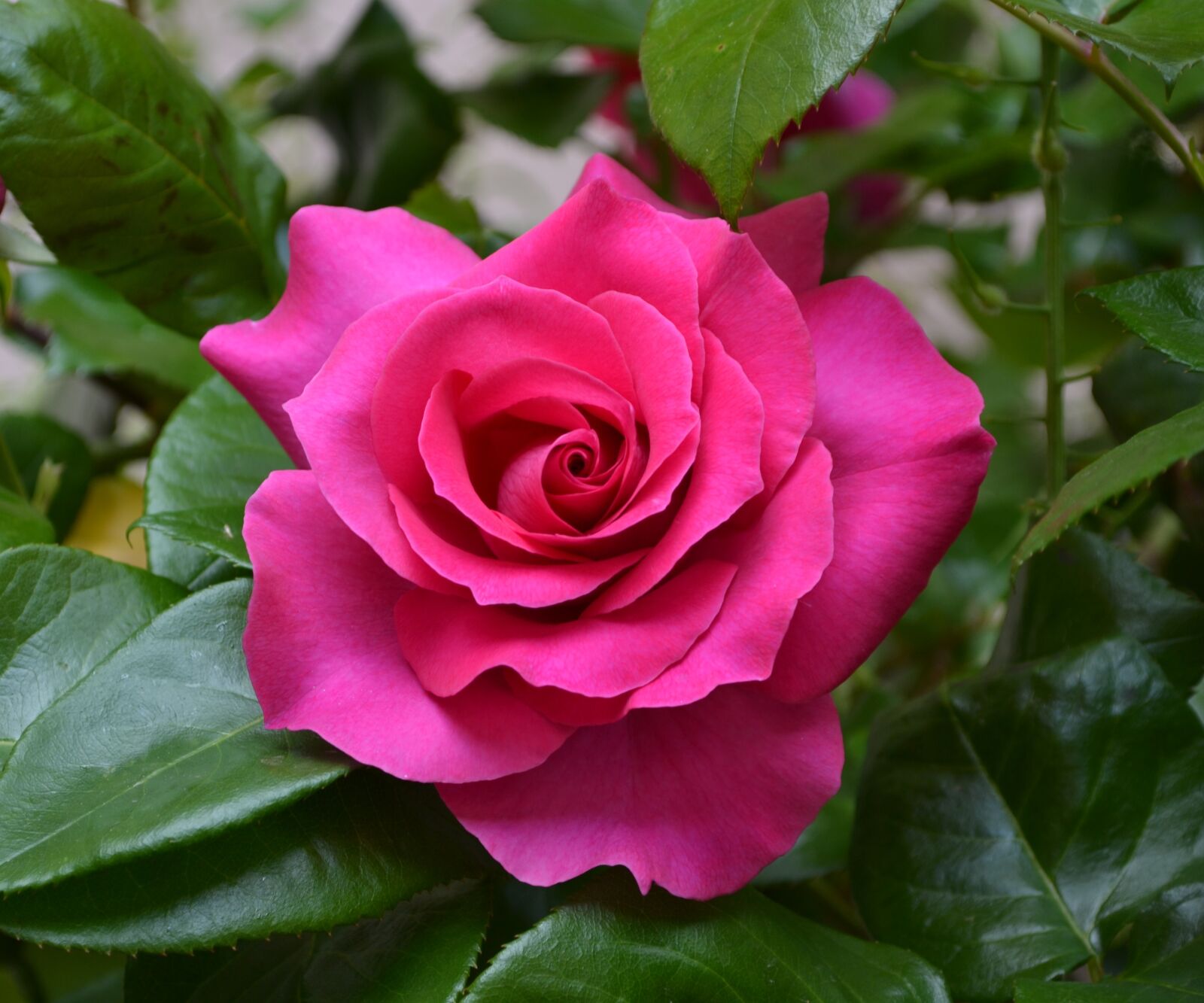 Nikon D3100 sample photo. Flower, rosa, flowers photography