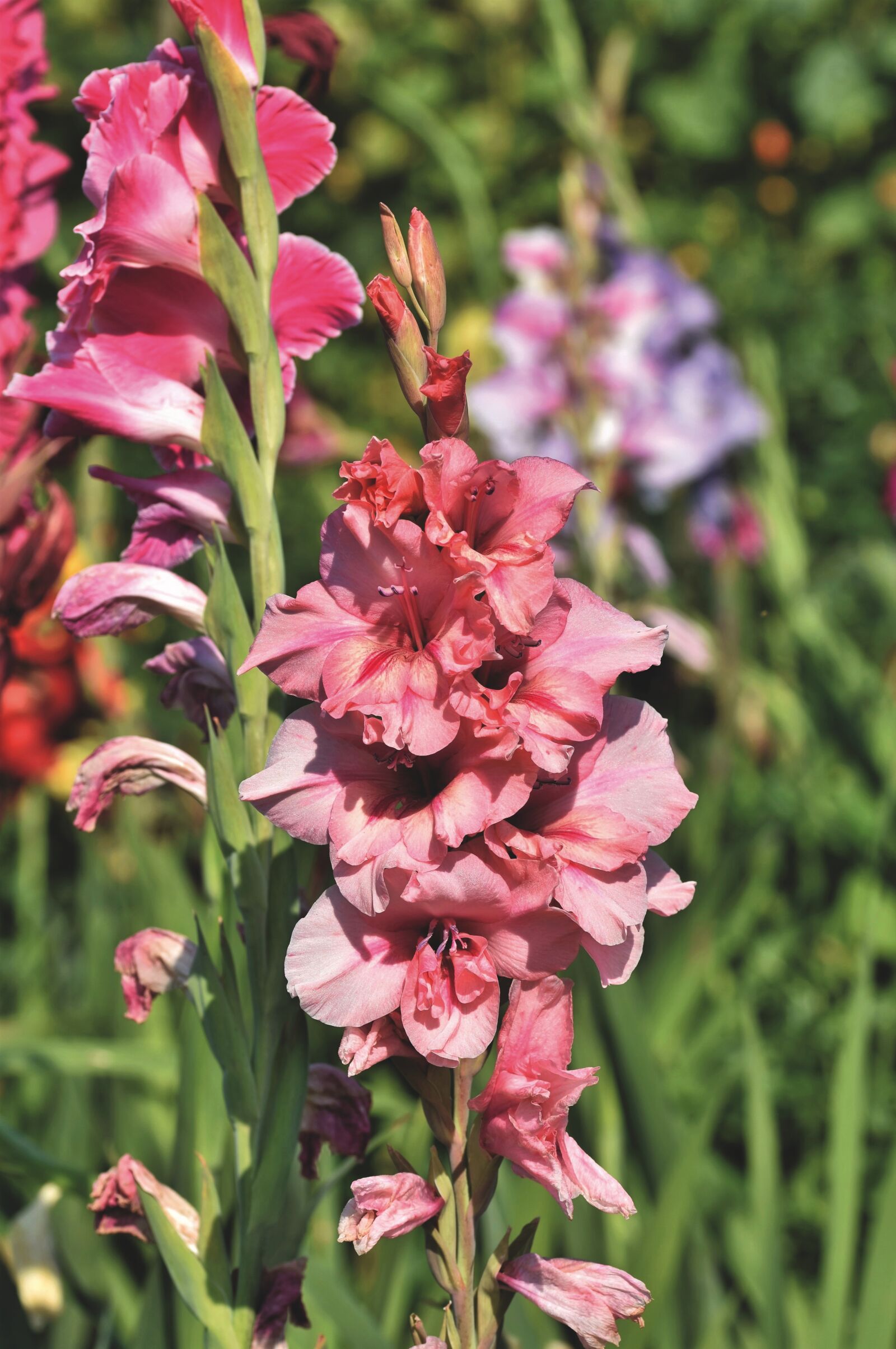Nikon D7200 sample photo. Flowers, gladiolus, gladidus photography