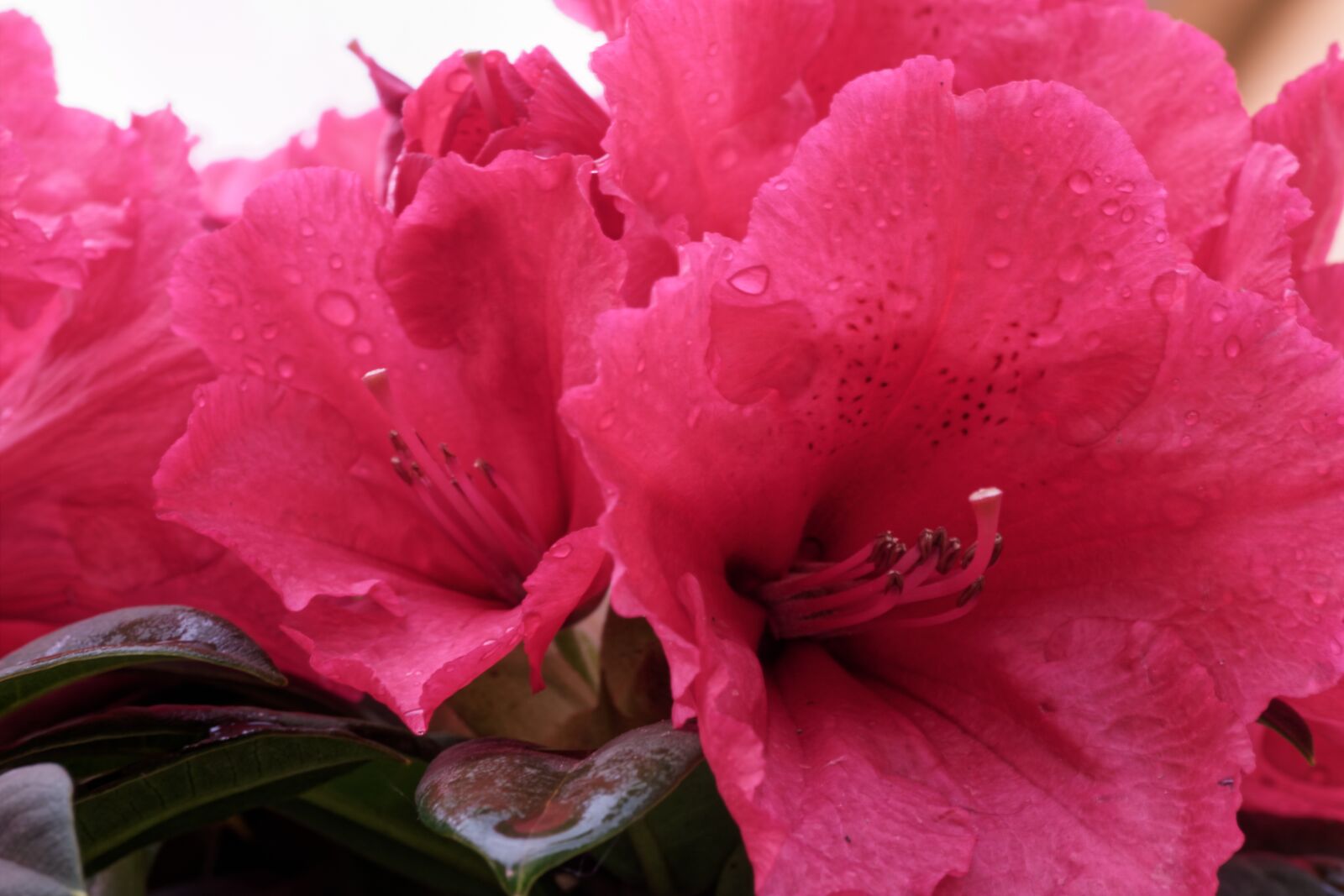 Samsung NX500 + NX 60mm F2.8 Macro sample photo. Rhododendron, flower, red photography