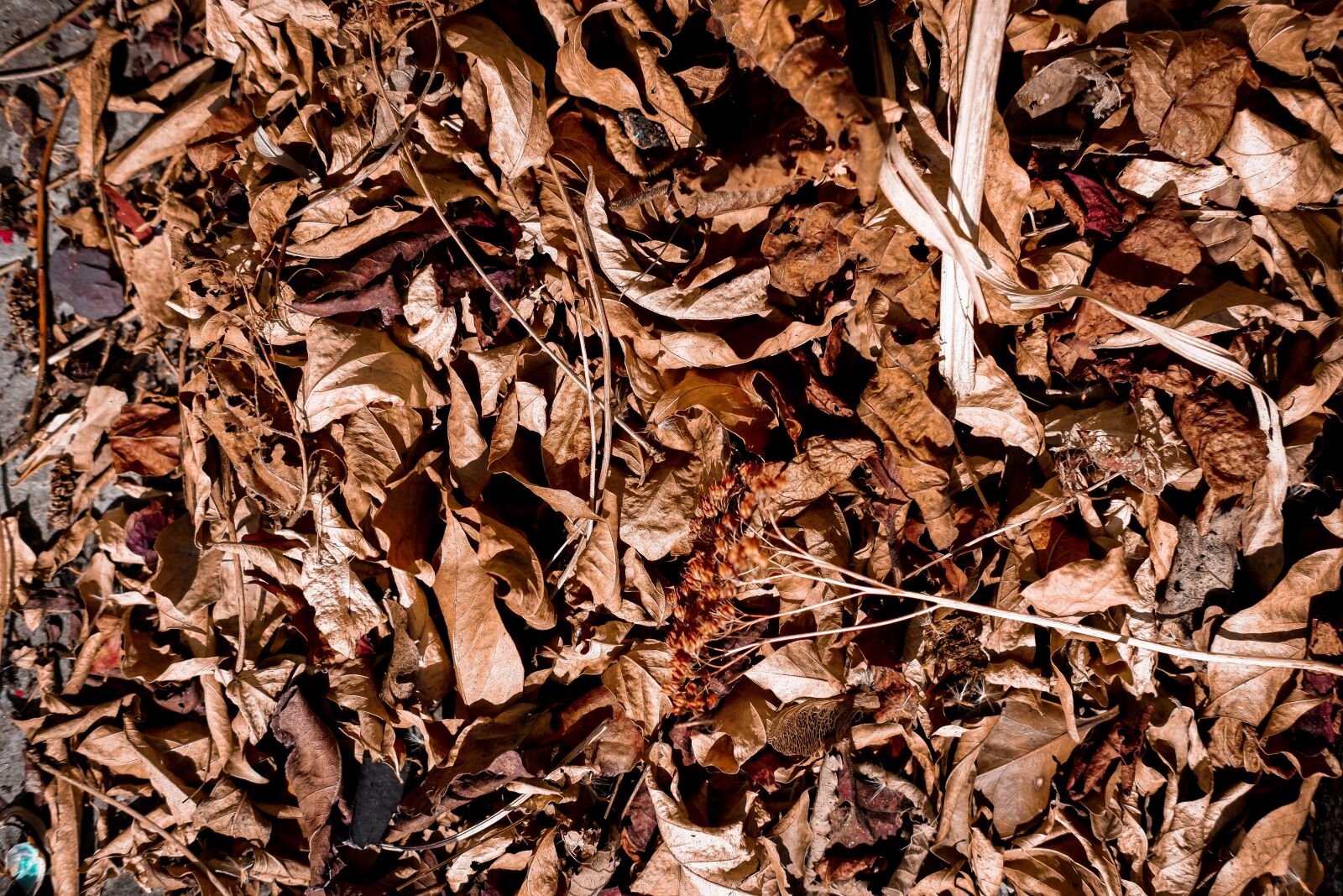 Fujifilm X-A7 + Fujifilm XC 35mm F2 sample photo. Leaves, autumn, dry leaves photography