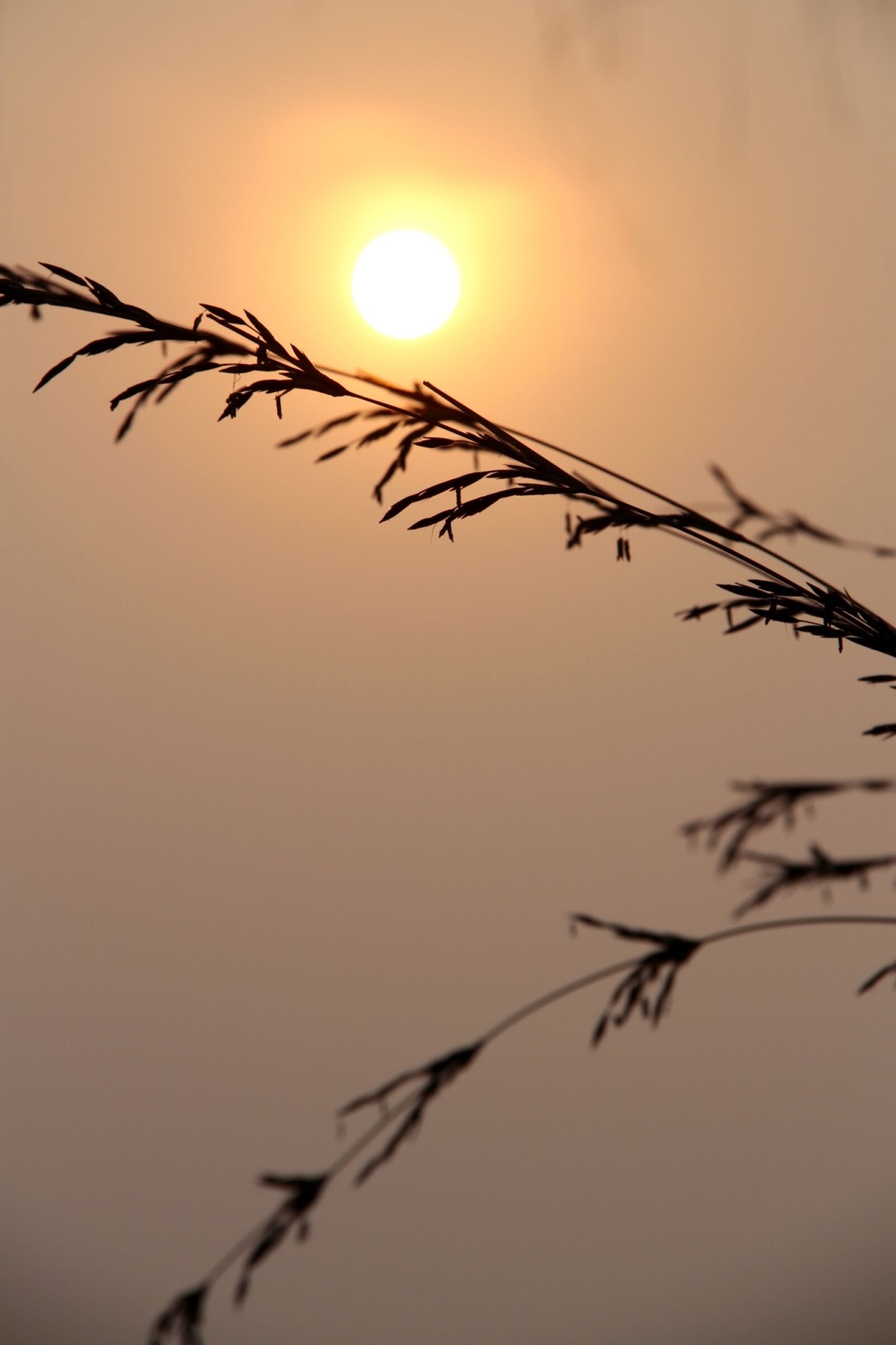 Canon EOS 7D sample photo. Sunset, sunrise, seeds photography