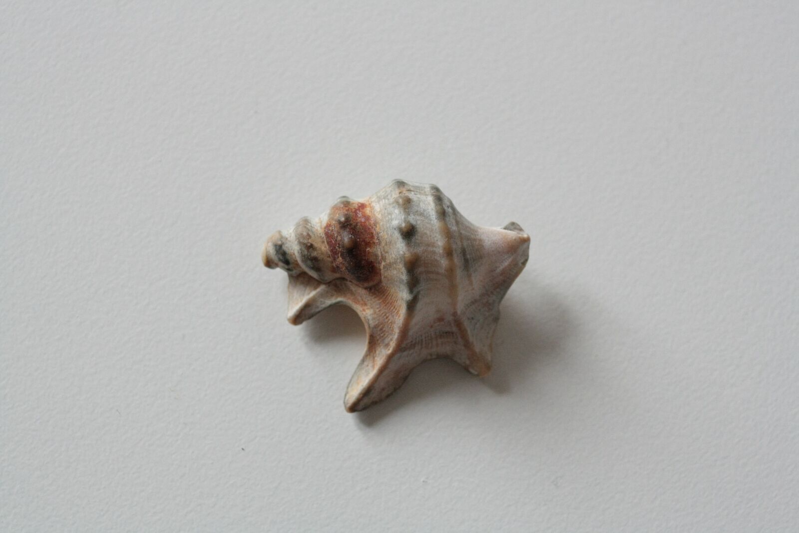 Canon EOS 1000D (EOS Digital Rebel XS / EOS Kiss F) sample photo. Shells, shell, sea photography