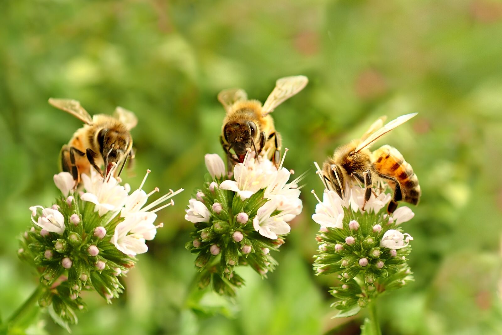 Olympus TG-5 sample photo. Bees, insects, pollen photography