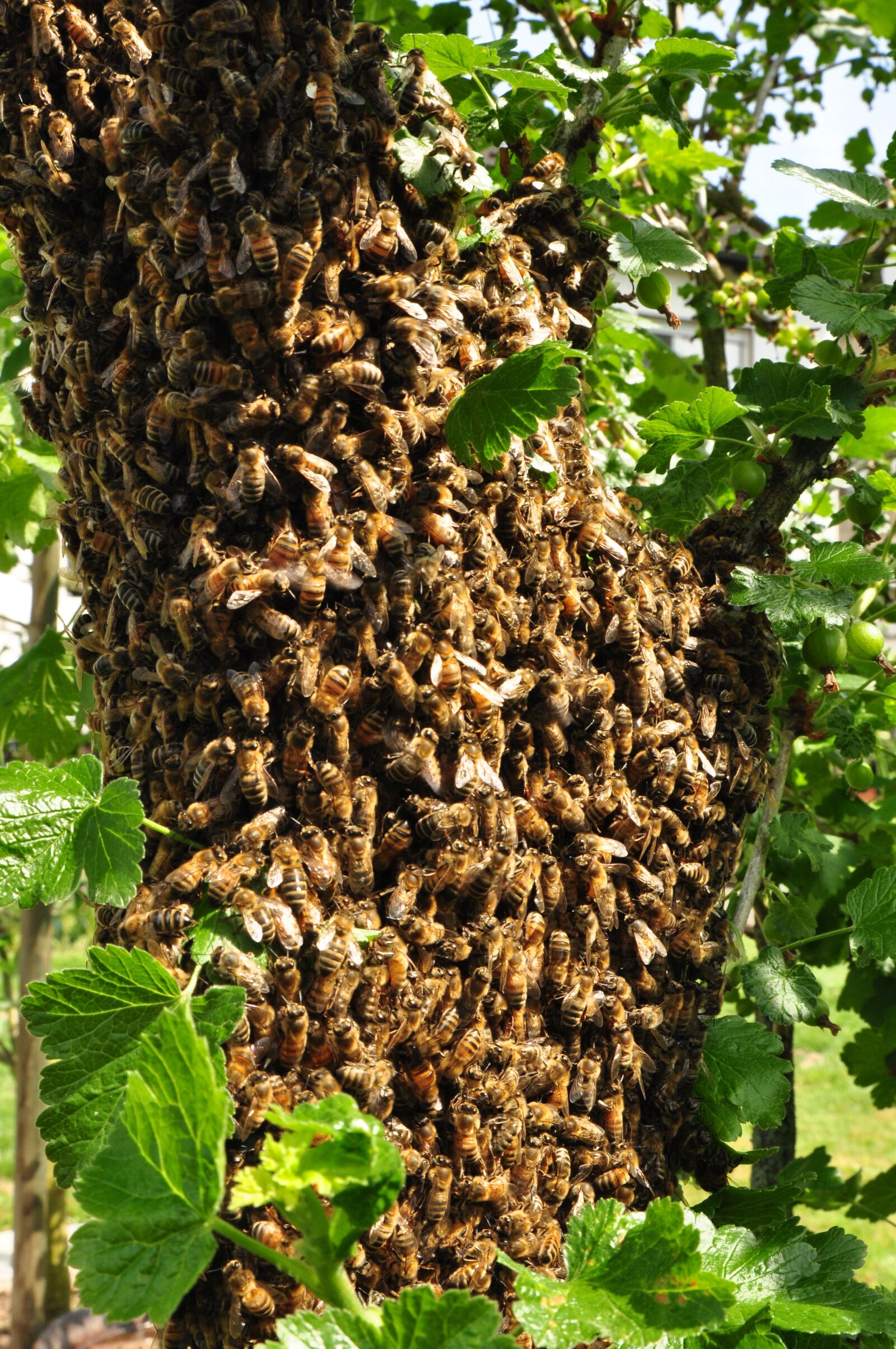 Nikon D90 sample photo. Honey, bee, pollen photography