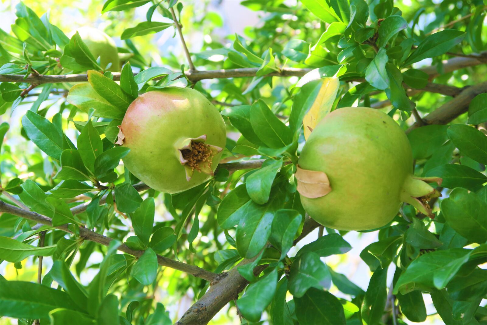 Canon PowerShot G7 X sample photo. Pomegranate, fruit, nature photography
