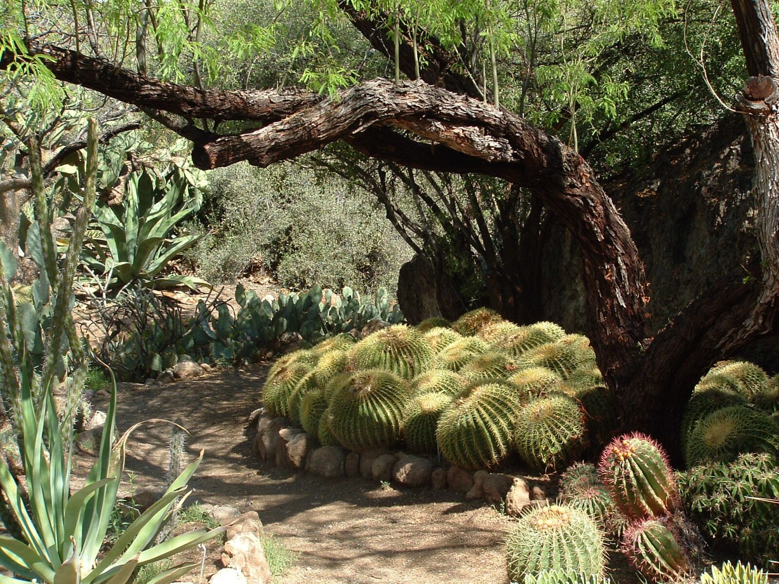 Fujifilm FinePix S3000 sample photo. Desert, cactus, nature photography