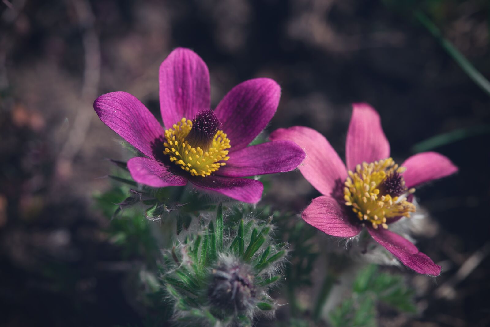 Nikon D750 sample photo. Anemone, flower, blossom photography