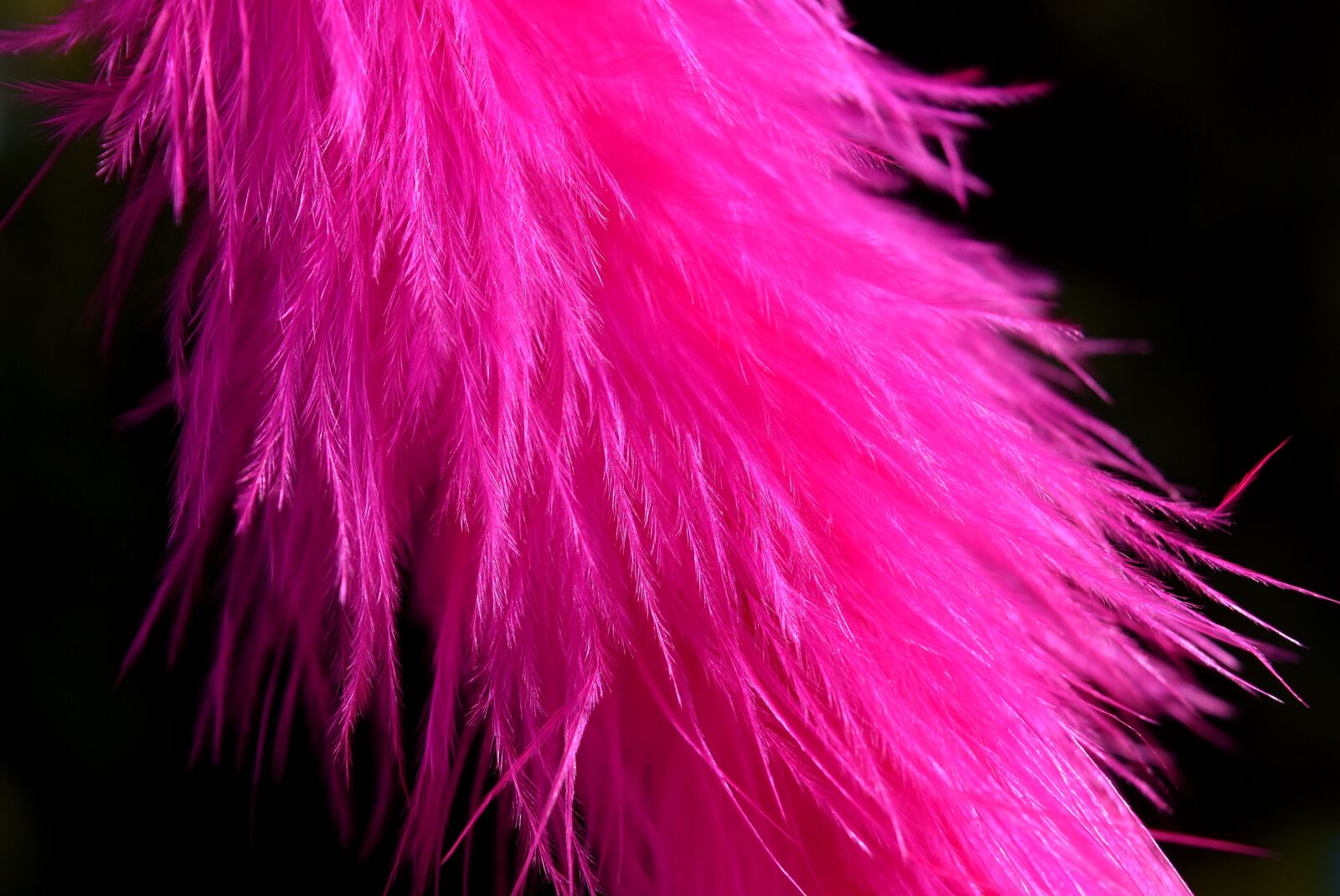 Nikon D7200 sample photo. Feather, colored, pink photography
