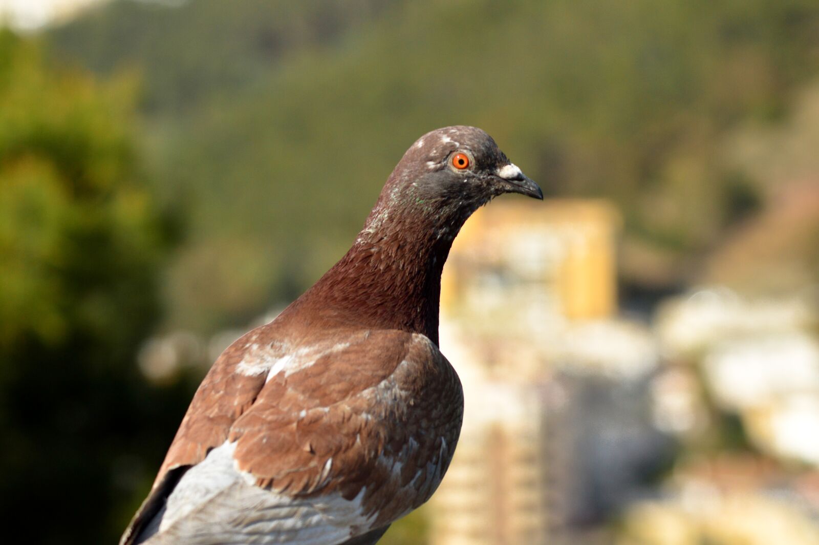 Nikon D3200 sample photo. Pigeon, bird, animal photography