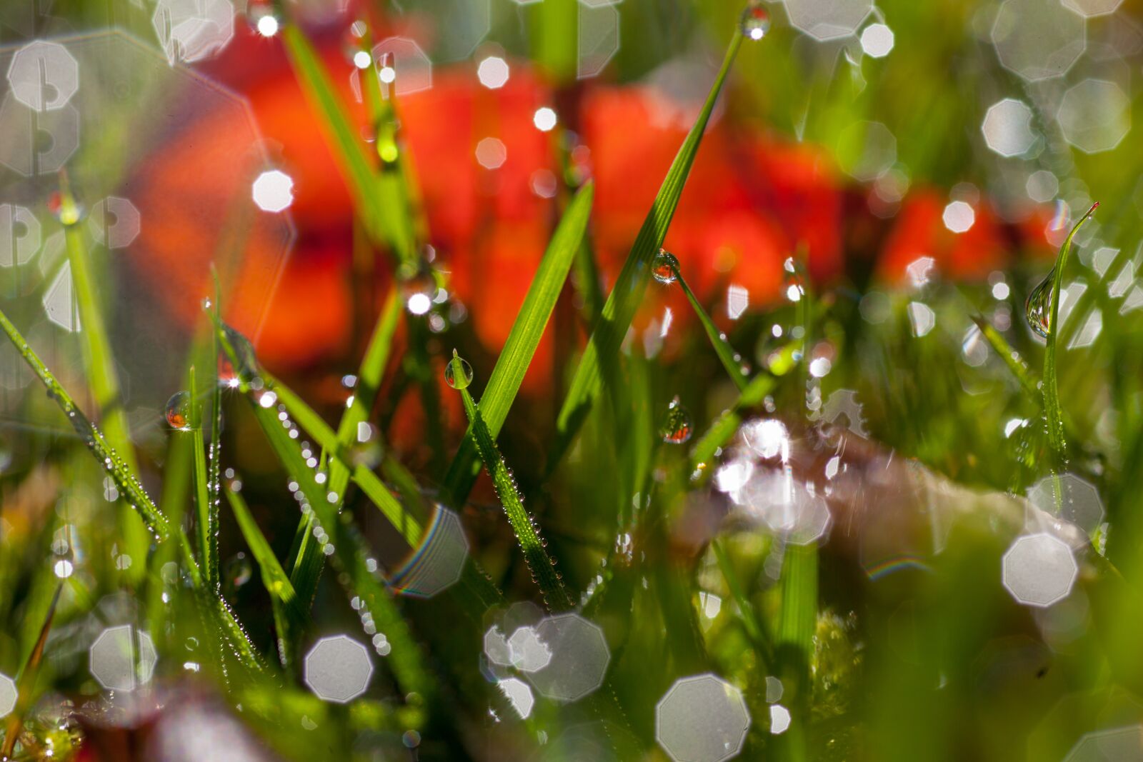 Canon EOS 5D Mark II sample photo. Grass, water drops, morning photography