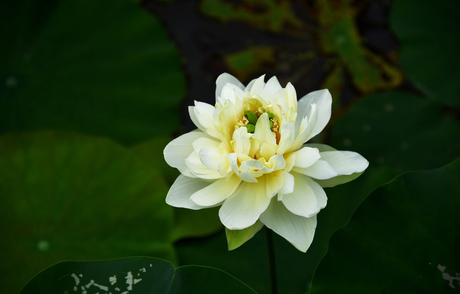 Nikon D7200 sample photo. Golden lotus, blooming, flower photography