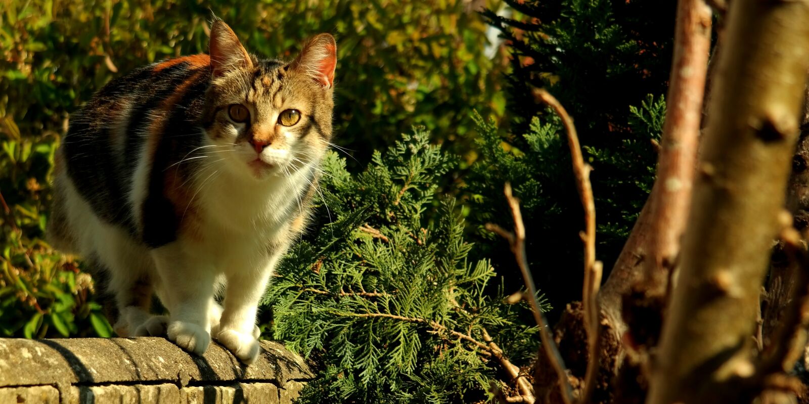 Samsung NX300M sample photo. Cat, animal, pet photography