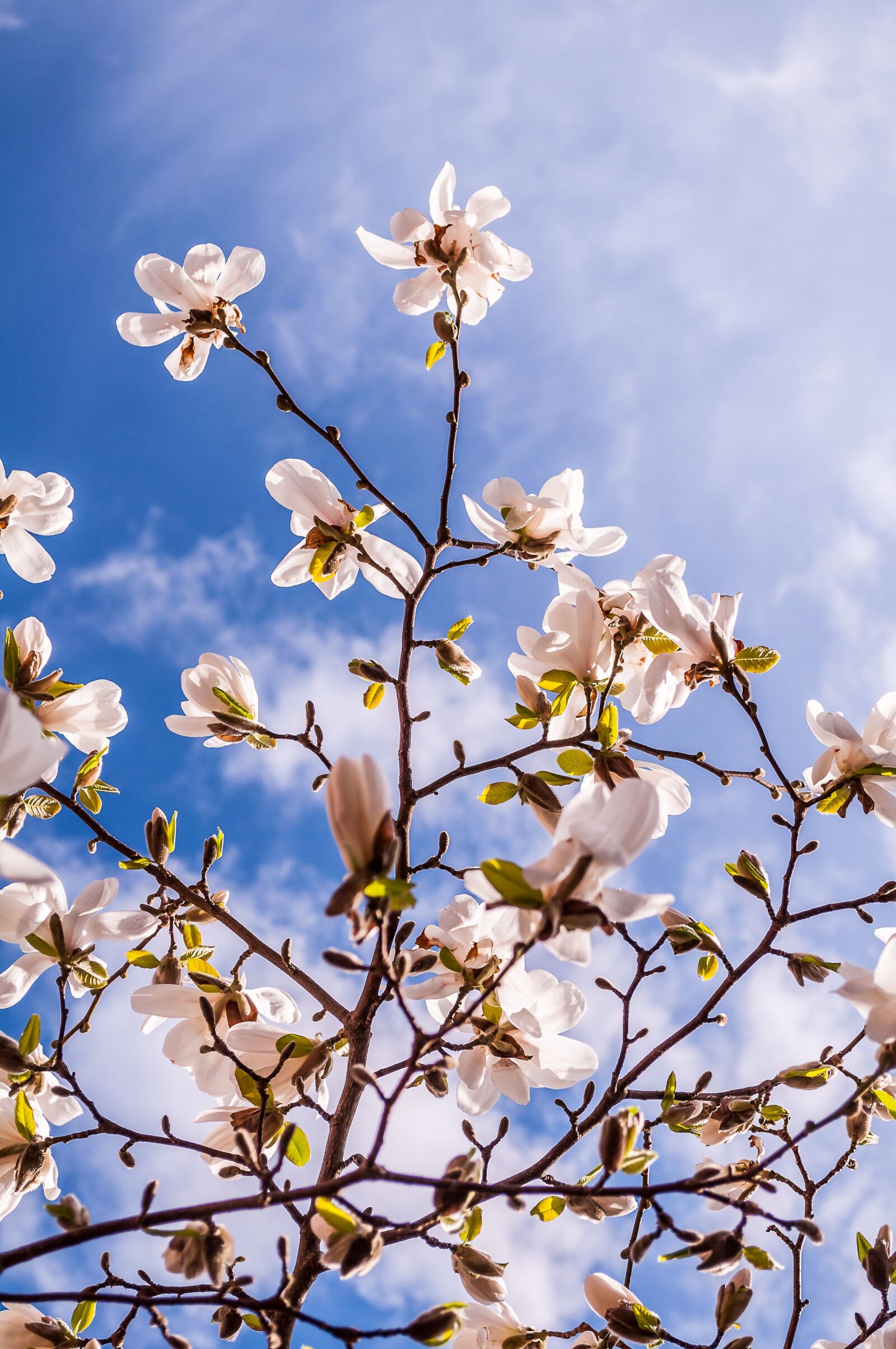 Nikon D90 sample photo. Magnolia, flowers, spring photography