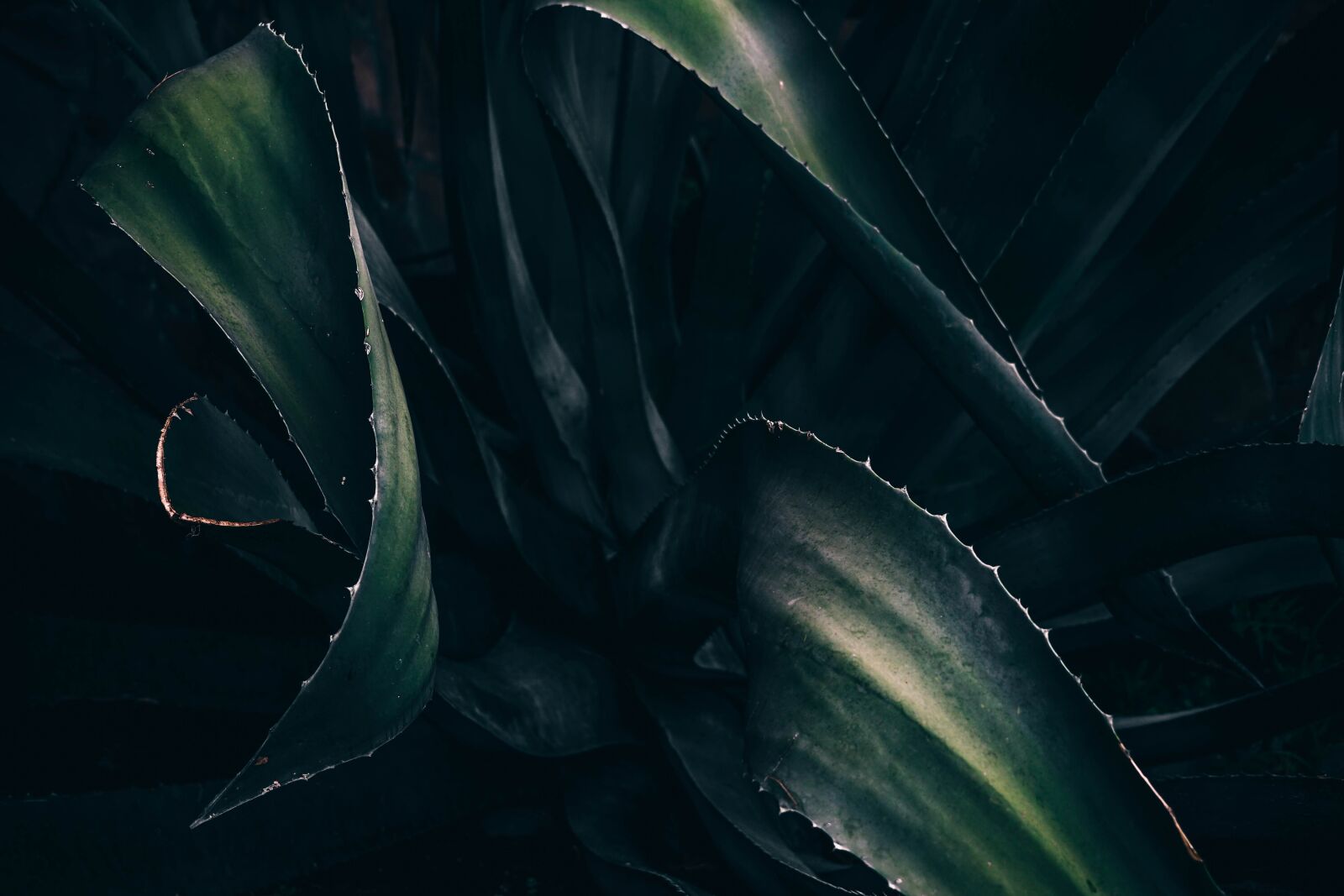 Sony a7 II + Sony FE 24-240mm F3.5-6.3 OSS sample photo. Green, leaves, plant photography