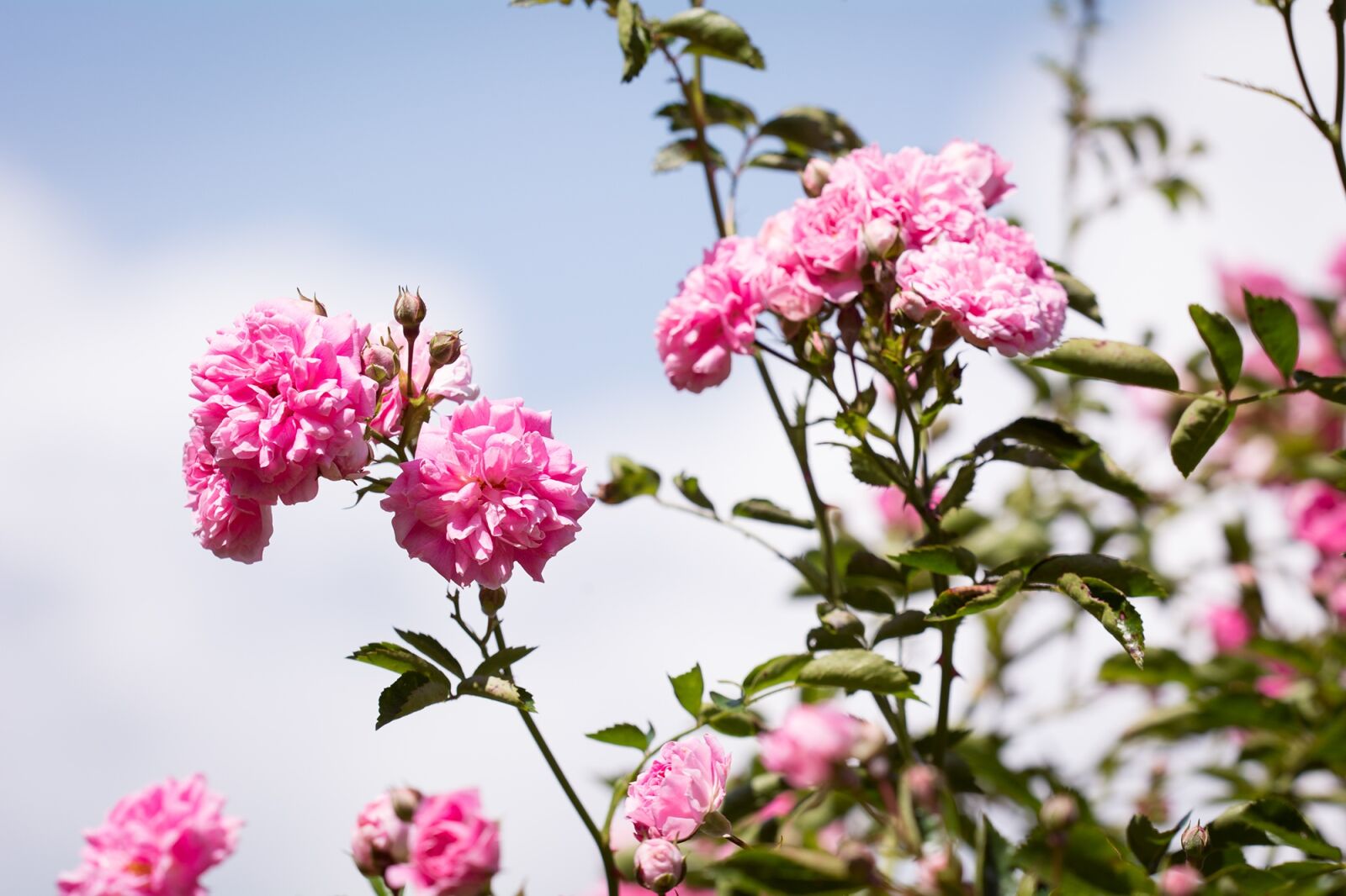 Nikon D7100 sample photo. Roses, flowers, pink photography