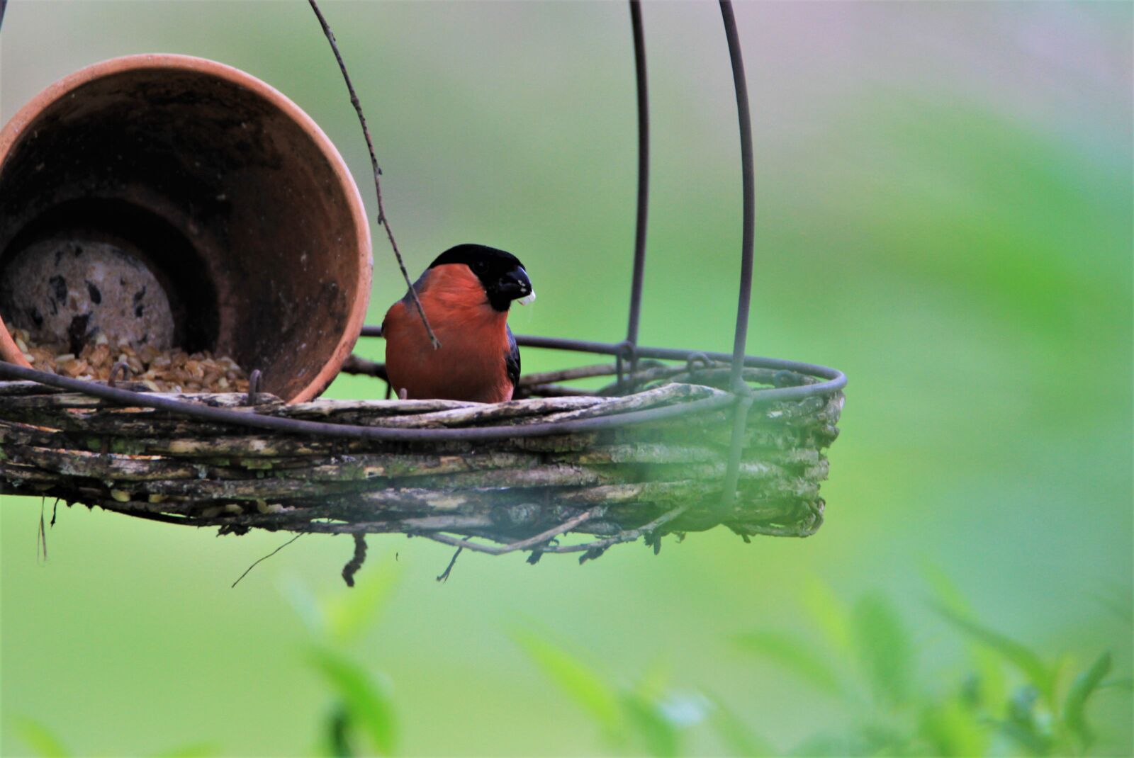 Tamron SP 150-600mm F5-6.3 Di VC USD sample photo. Bullfinch, gimpel, bird photography