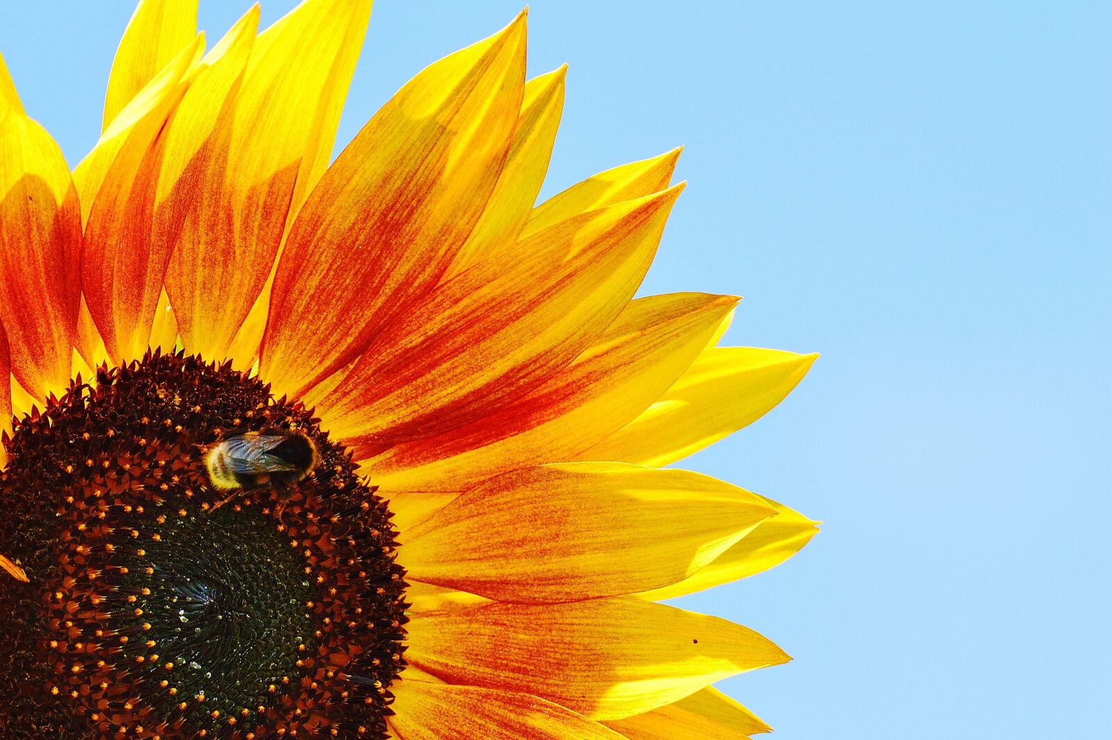 Nikon D3200 sample photo. Sunflower, hummel, summer photography