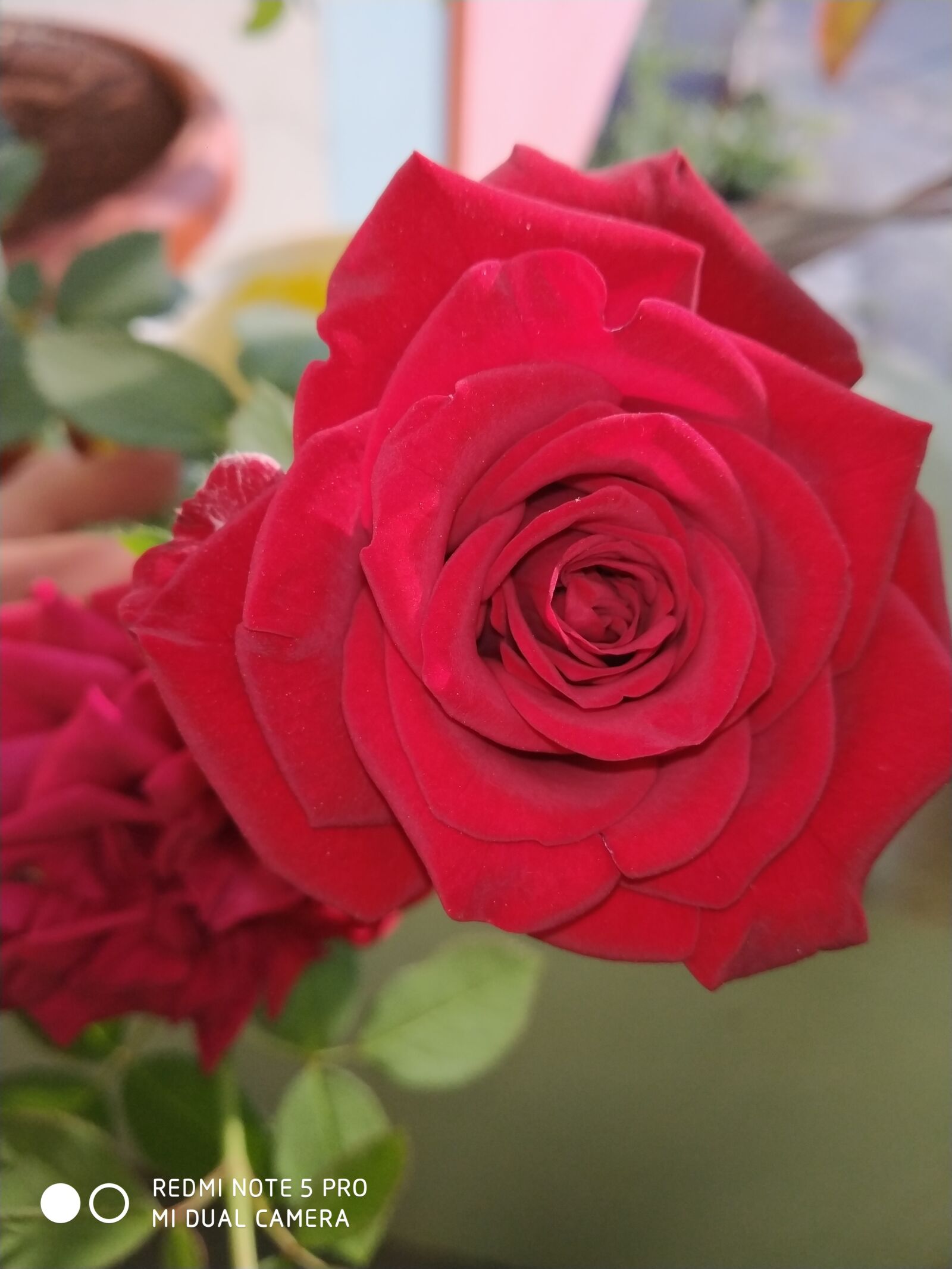 Xiaomi Redmi Note 5 Pro sample photo. Rose, red, flower photography