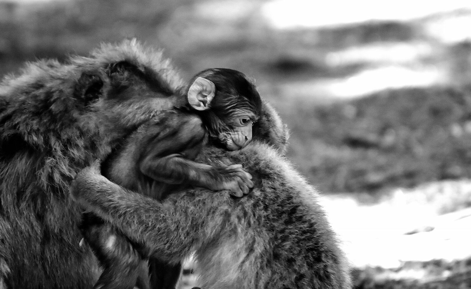 Nikon D7200 sample photo. Baby monkey, barbary ape photography