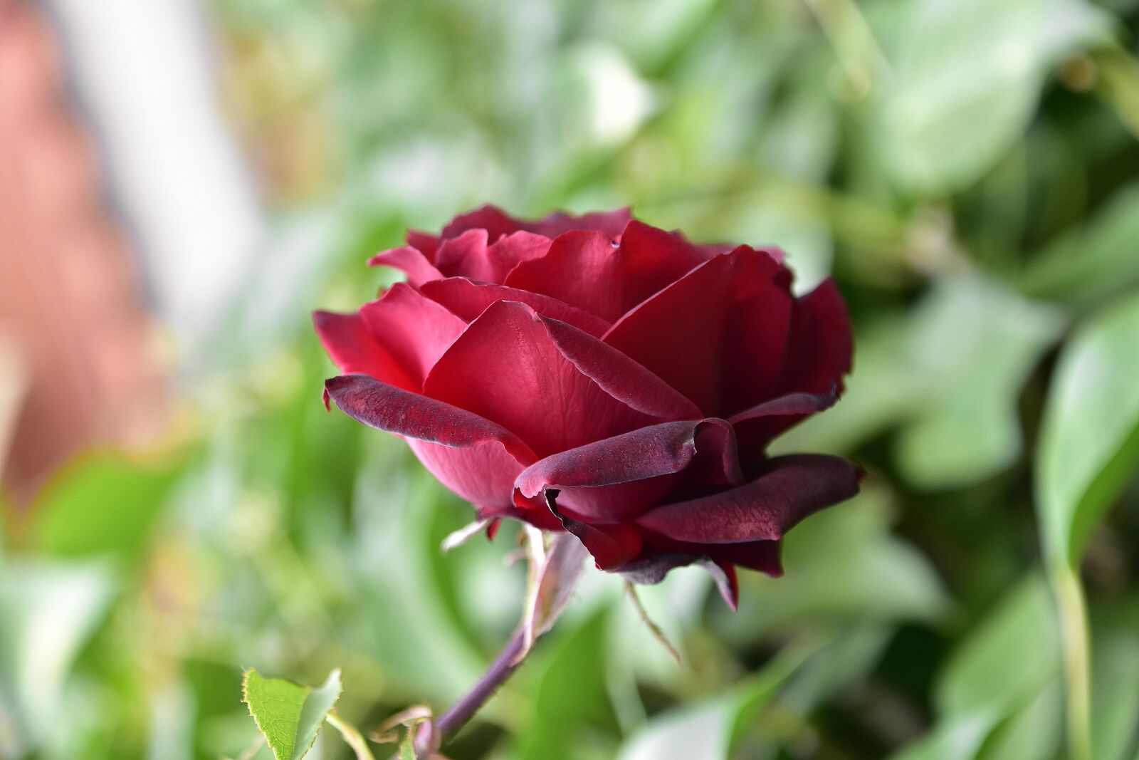 Nikon D7200 sample photo. Leaves, flowers, garden photography