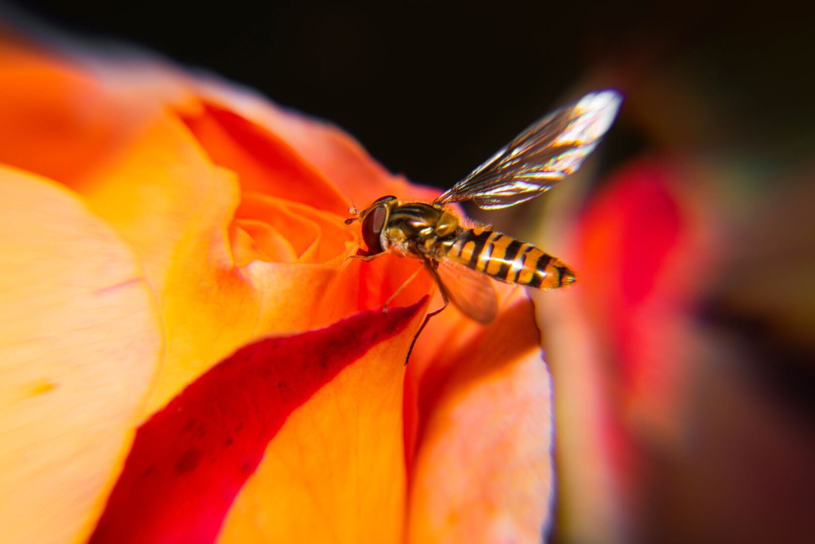 Nikon D850 sample photo. Biology, fly, animal photography