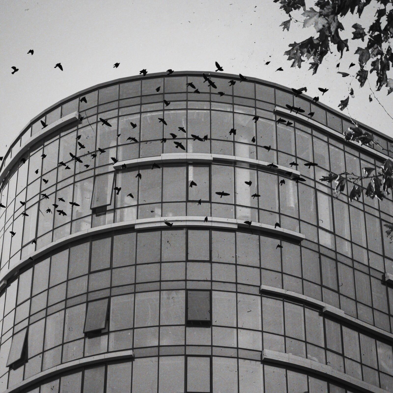 Canon EOS 200D (EOS Rebel SL2 / EOS Kiss X9) sample photo. Birds, building, nest photography