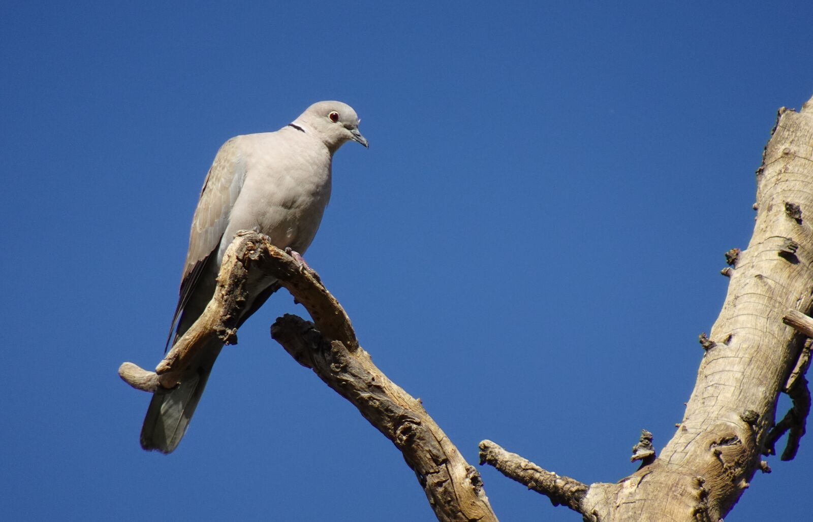 Sony DSC-WX800 sample photo. Bird, dove, eurasian collared photography
