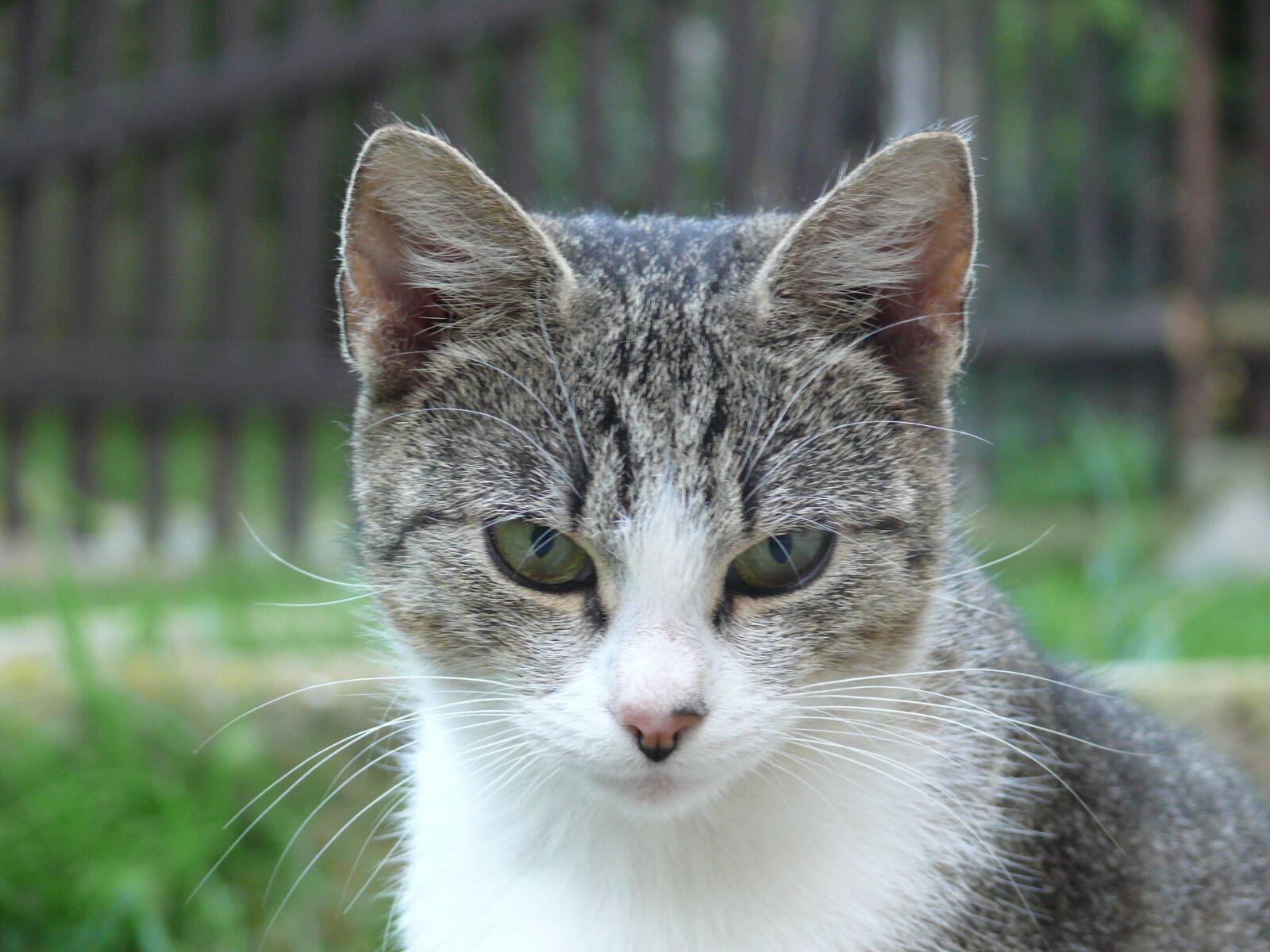 Panasonic DMC-FZ50 sample photo. Cat, pet, animal photography