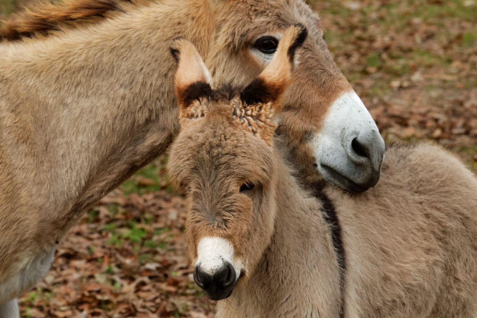 Canon EOS 70D sample photo. Mediterranean donkey, cute, animal photography