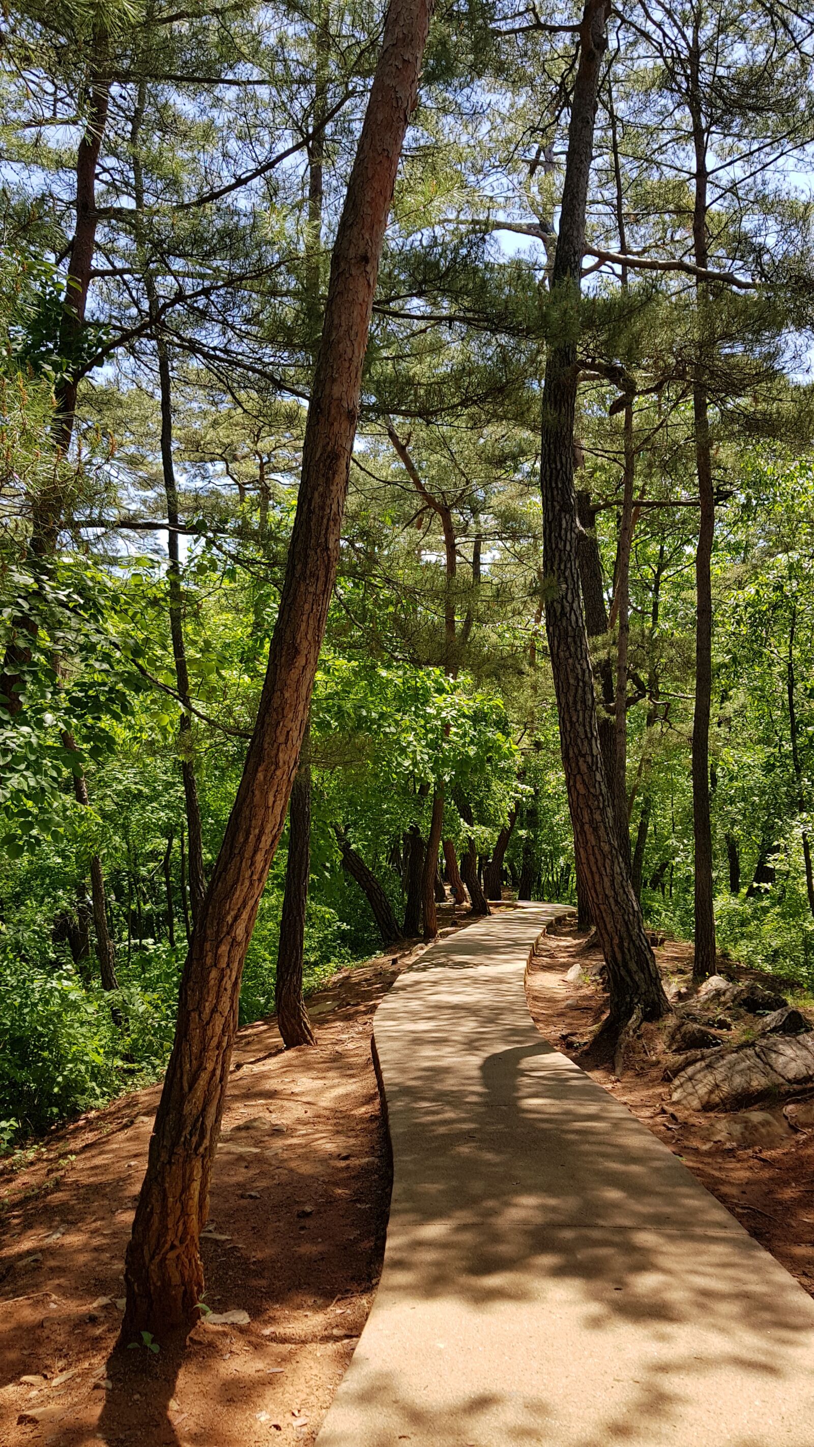 Samsung SM-N950N sample photo. East, korea, trees photography