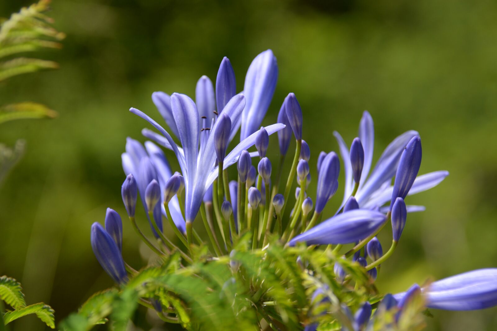 Nikon D7100 sample photo. Flowers, flower, green photography