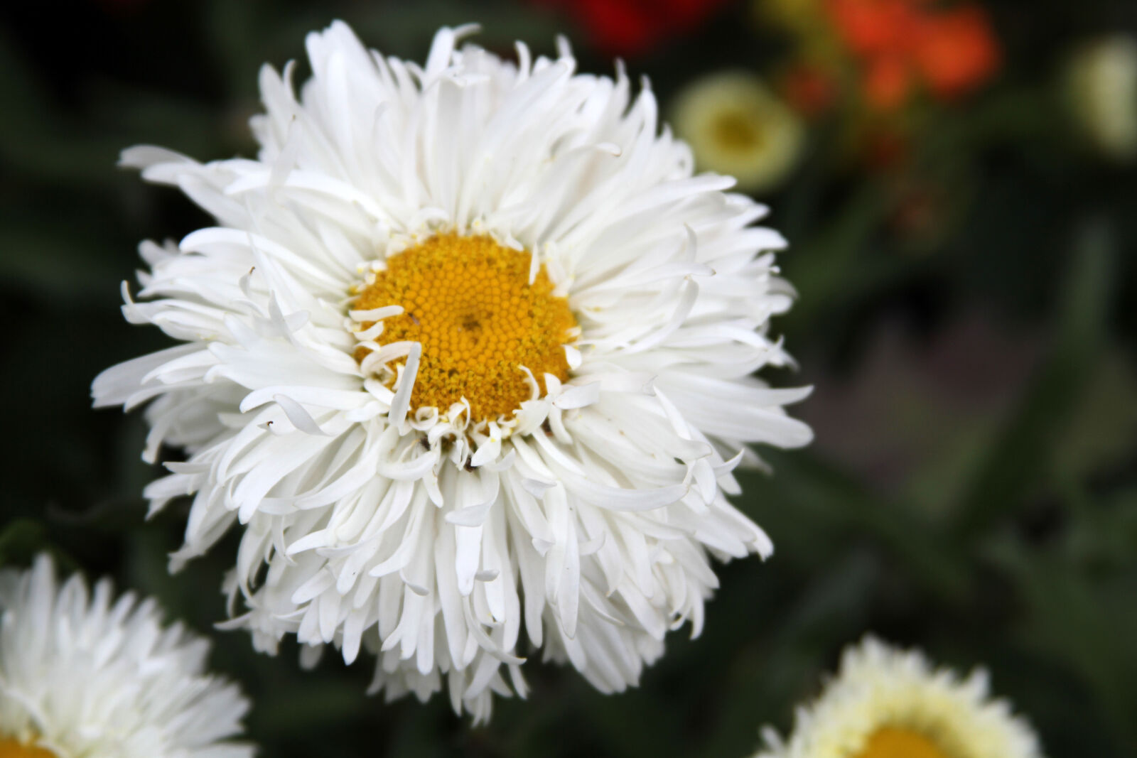 Canon EOS 7D + Canon EF 28-135mm F3.5-5.6 IS USM sample photo. Flower, white, flower photography