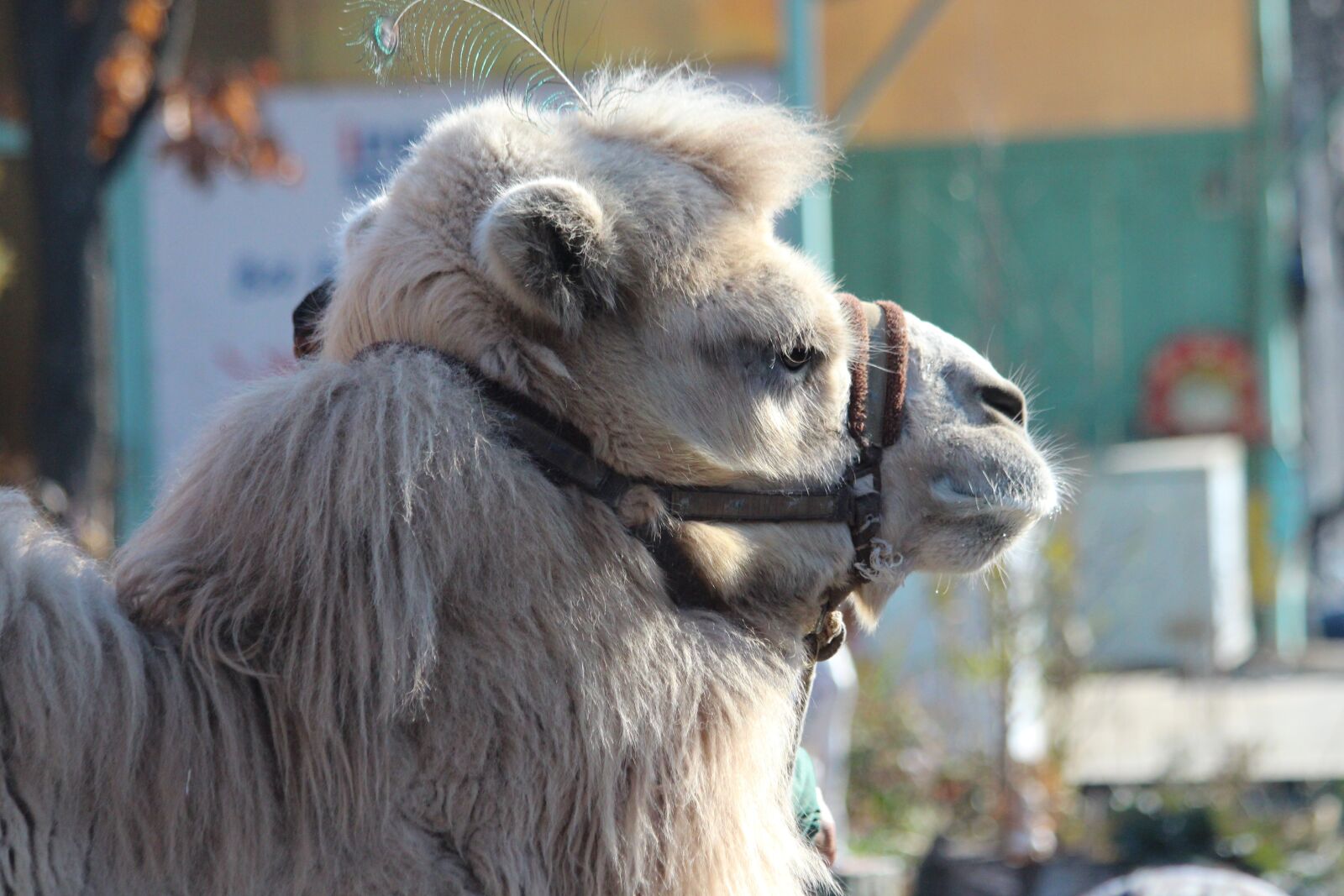 Canon EOS 650D (EOS Rebel T4i / EOS Kiss X6i) sample photo. Camel, animal, pet photography